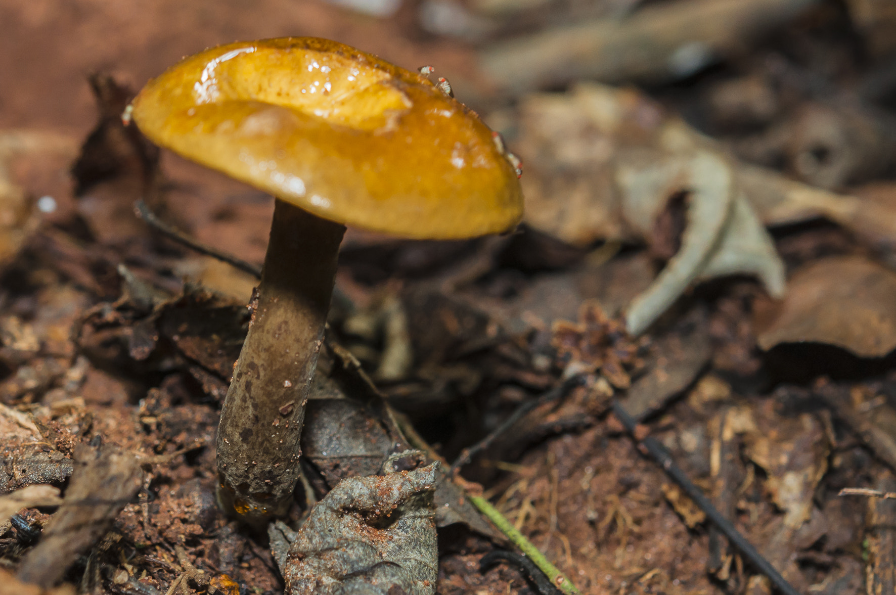 Nikon AF-S Micro-Nikkor 60mm F2.8G ED sample photo. The forest floor photography
