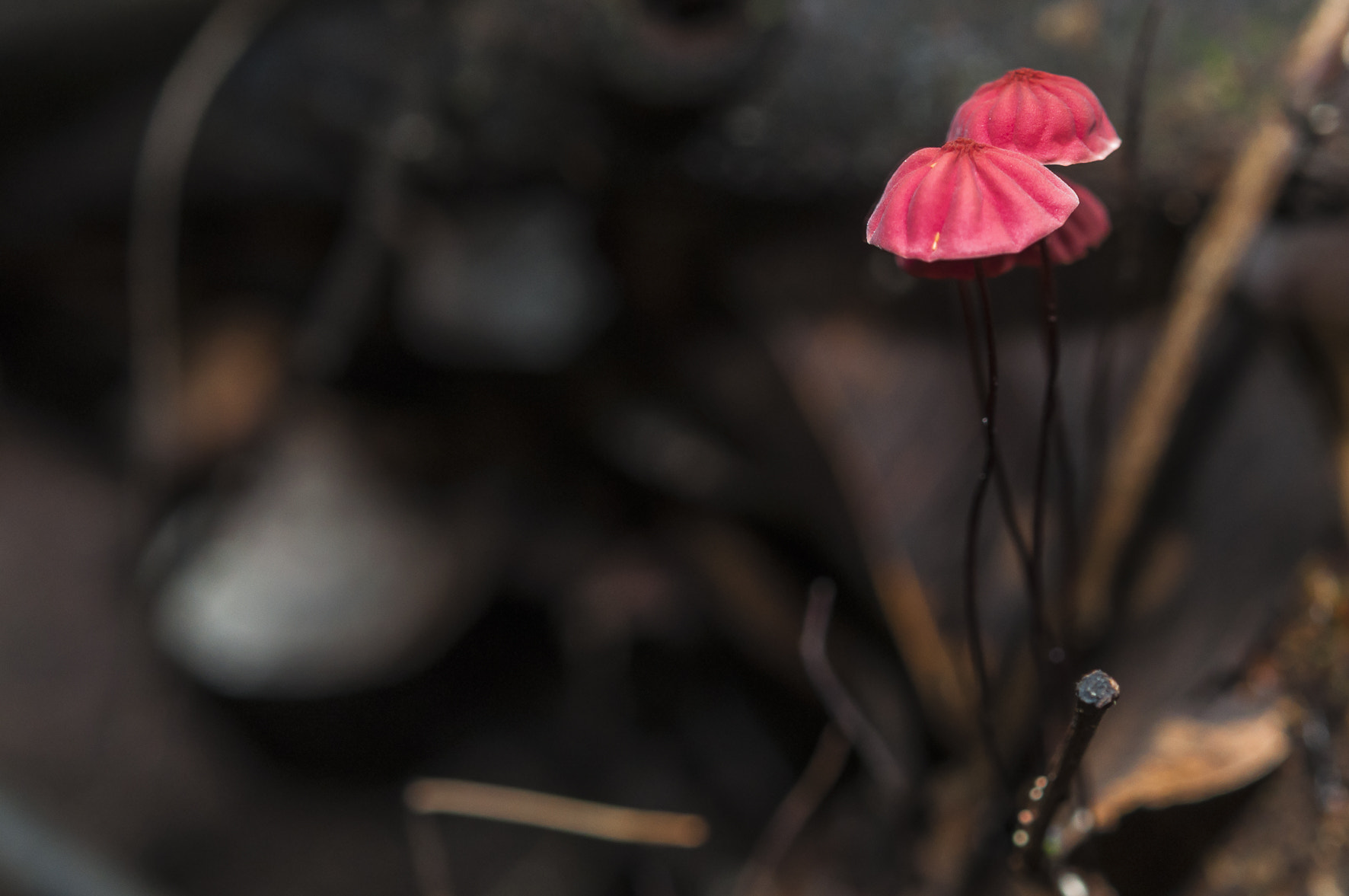 Nikon AF-S Micro-Nikkor 60mm F2.8G ED sample photo. The forest floor photography