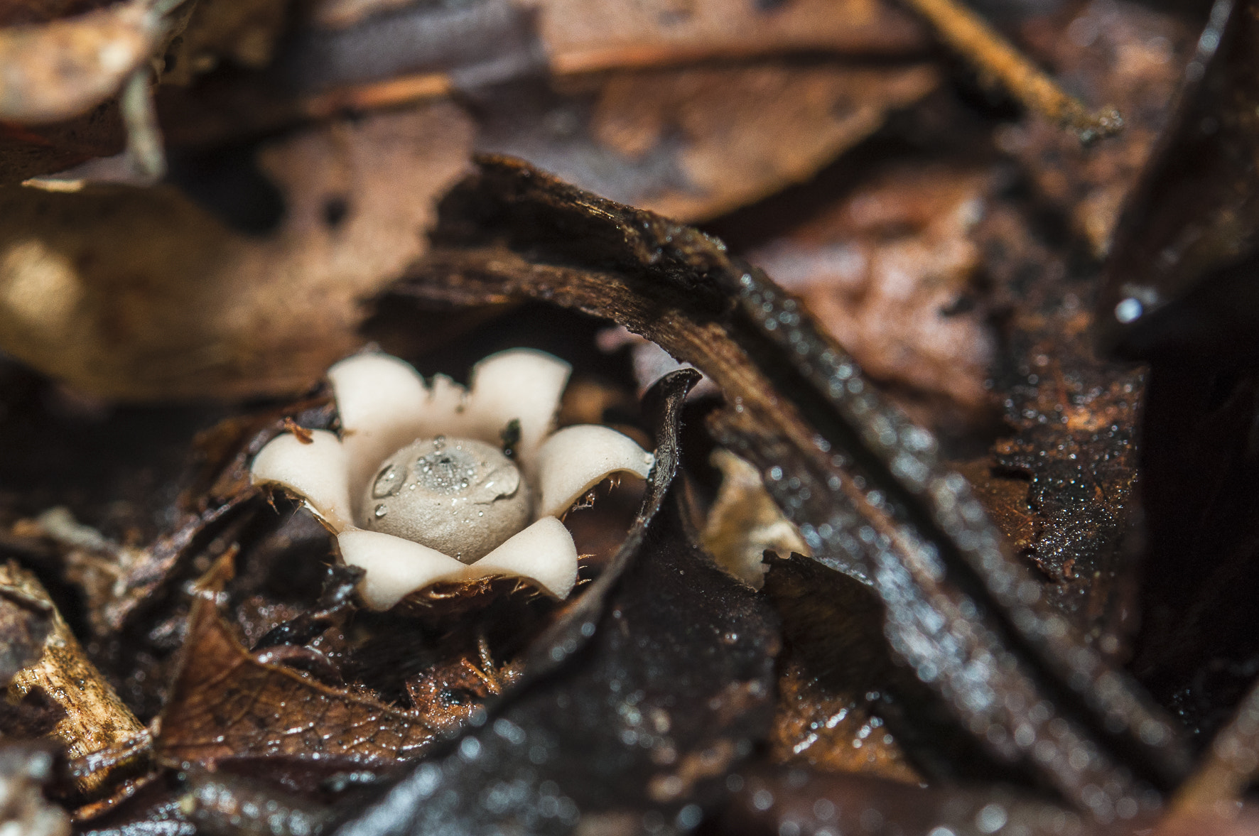 Nikon AF-S Micro-Nikkor 60mm F2.8G ED sample photo. The forest floor photography
