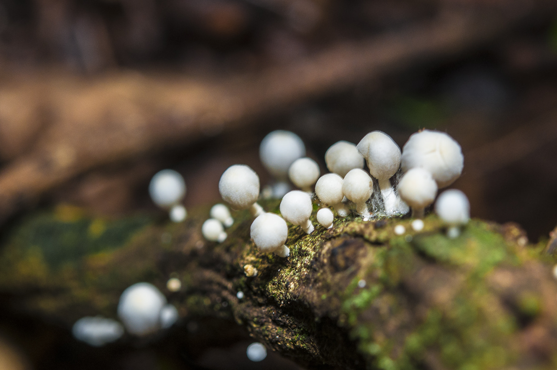 Nikon AF-S Micro-Nikkor 60mm F2.8G ED sample photo. The forest floor photography
