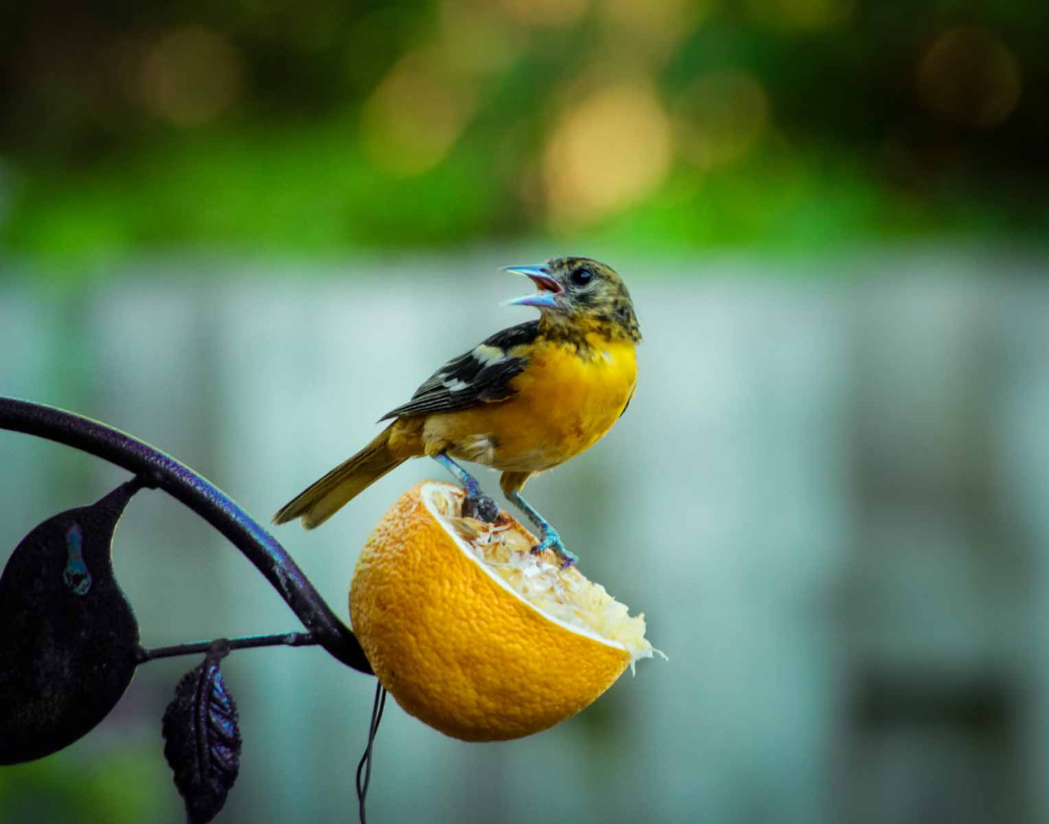 Sony Alpha DSLR-A500 sample photo. Juvenile baltimore oriole on the orange photography