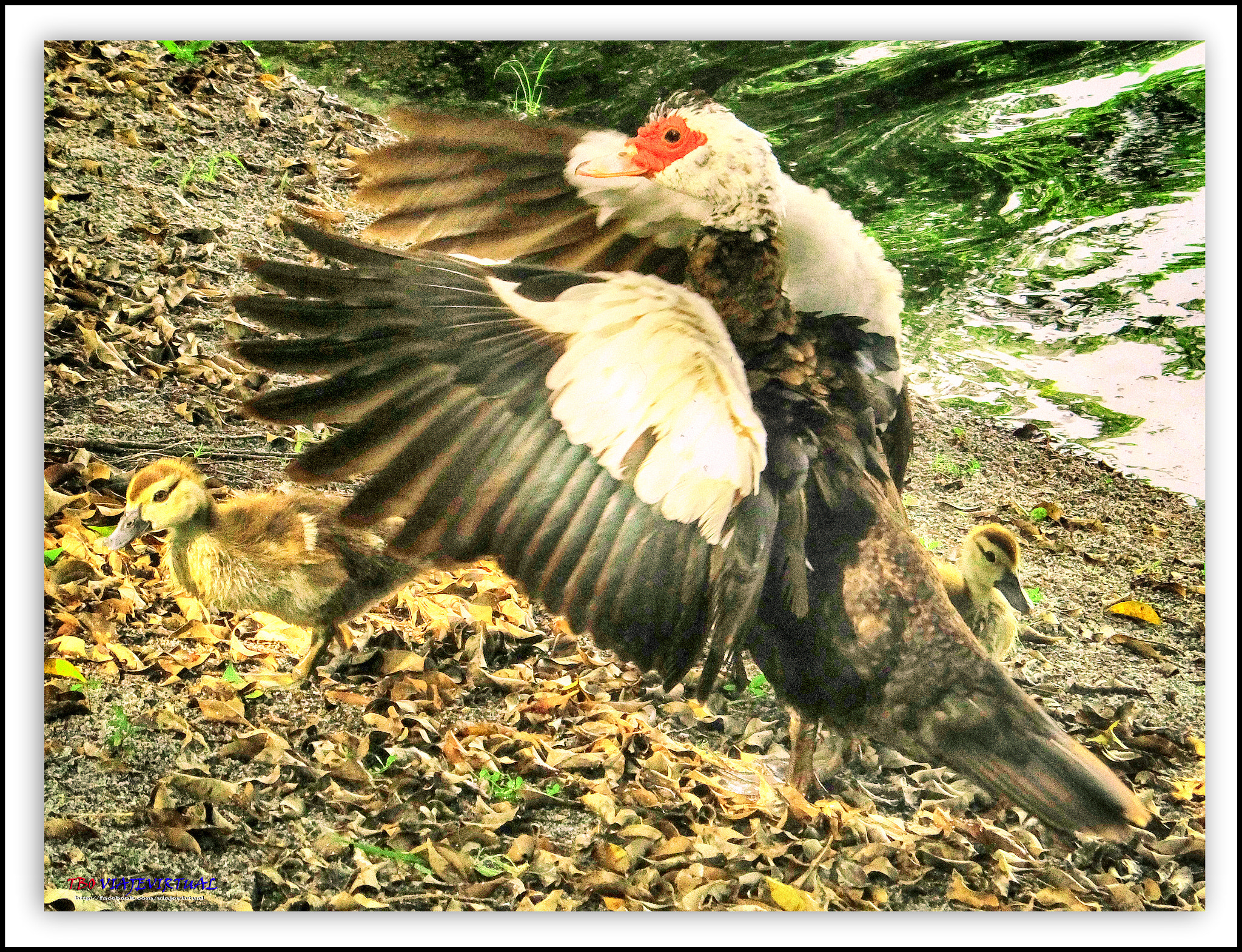 Fujifilm FinePix F850EXR sample photo. Mom duck muscovy in defensive position photography