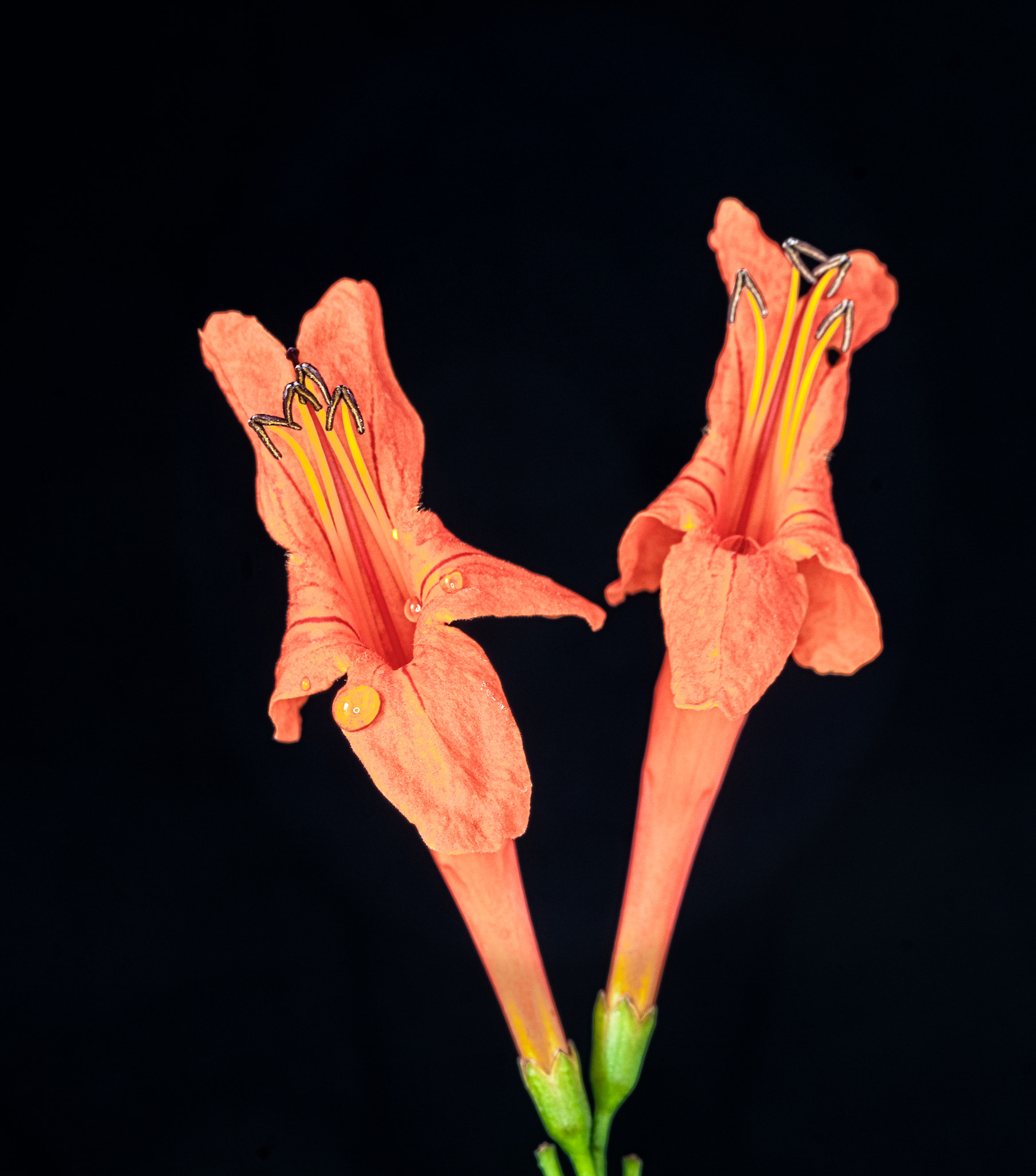 Nikon D40X sample photo. Orange glow pair photography