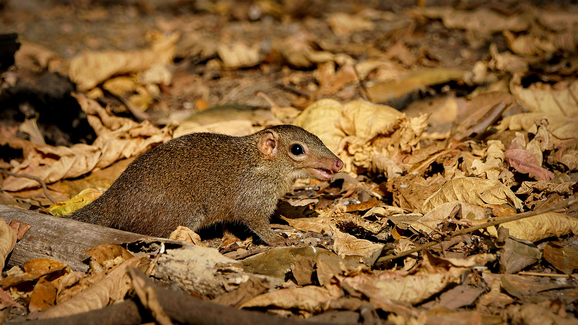 Sony ILCA-77M2 + Sony 70-400mm F4-5.6 G SSM II sample photo. Northern treeshrew photography