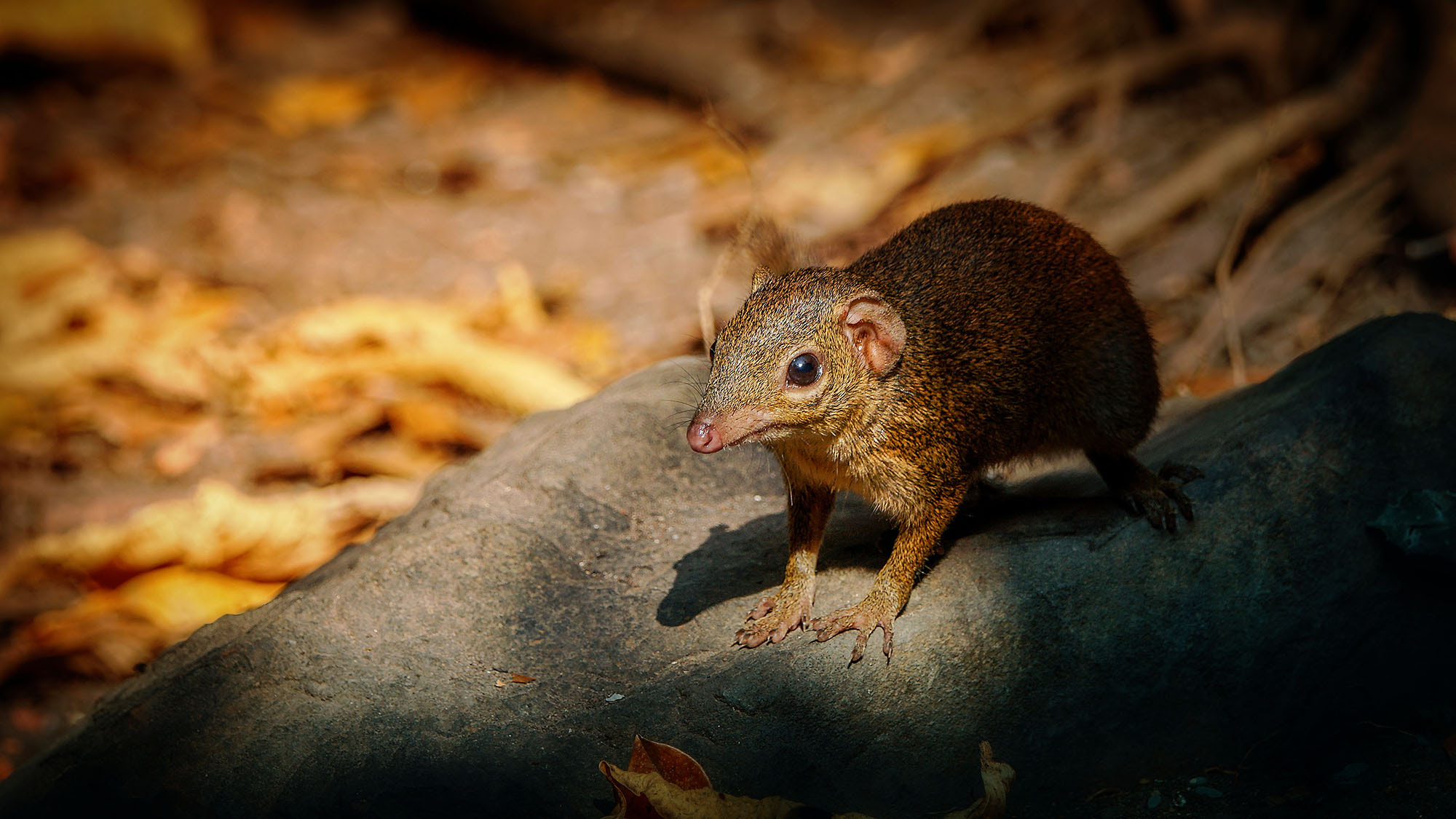 Sony ILCA-77M2 + Sony 70-400mm F4-5.6 G SSM II sample photo. Northern treeshrew photography