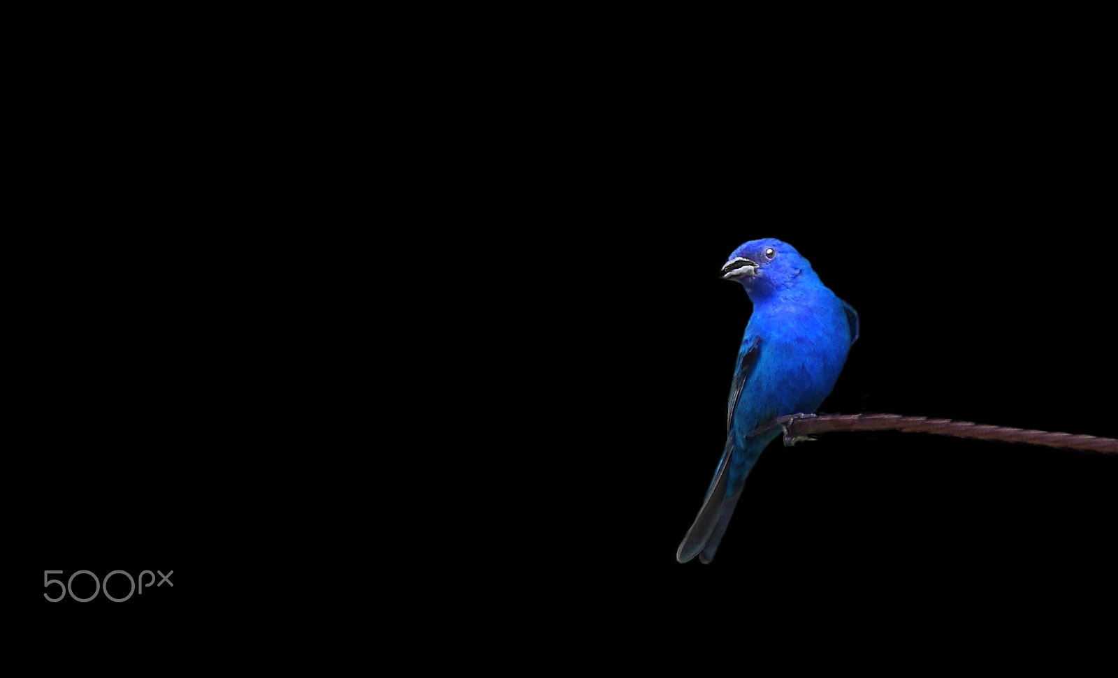 Sony 75-300mm F4.5-5.6 sample photo. Black and blue photography