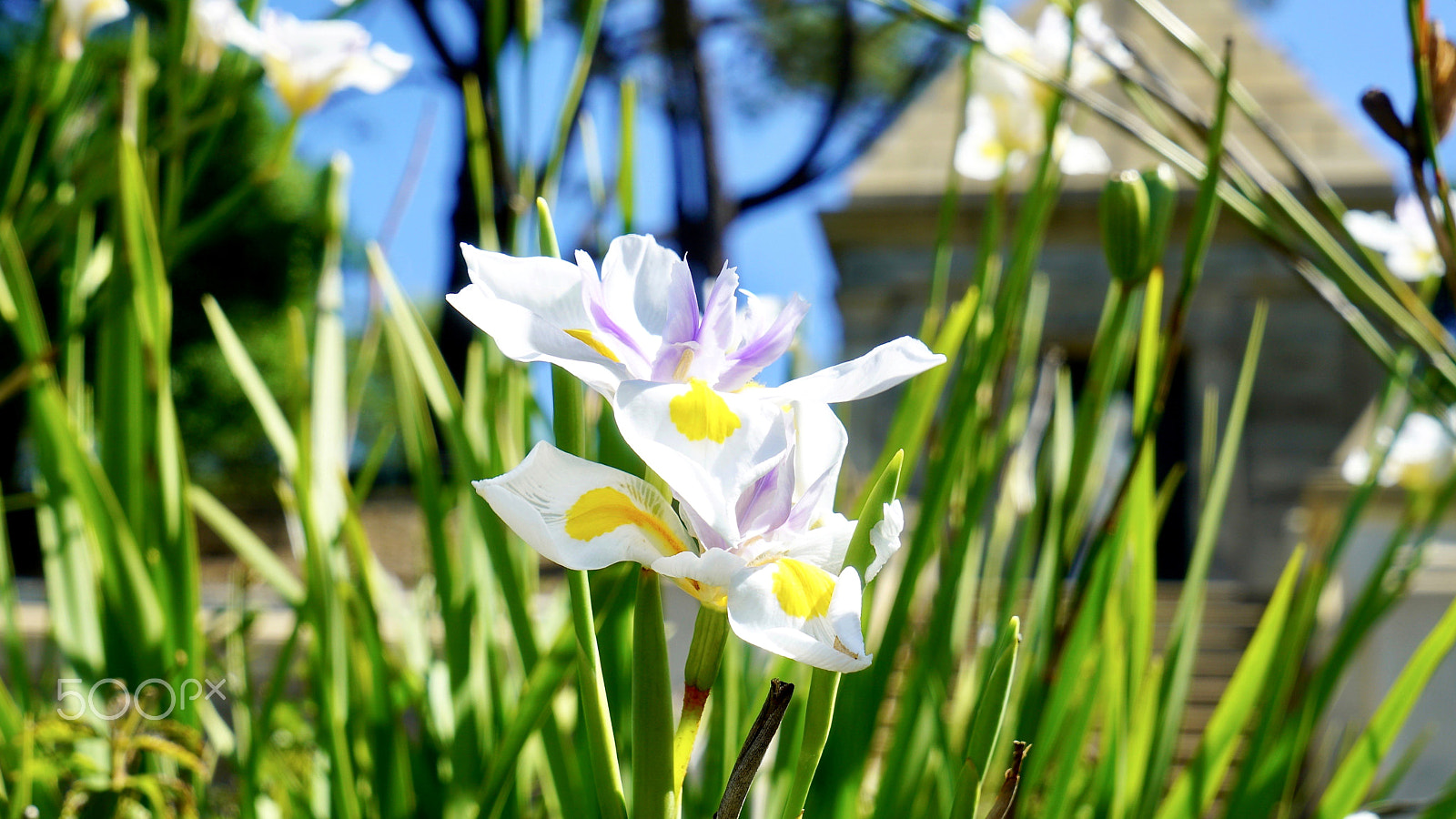 Sony Vario Tessar T* FE 24-70mm F4 ZA OSS sample photo. Serena & venus photography