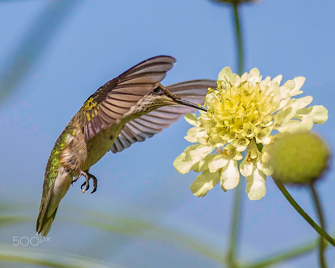 Canon EF 300mm F2.8L IS USM sample photo. Colibri / hummingbird photography