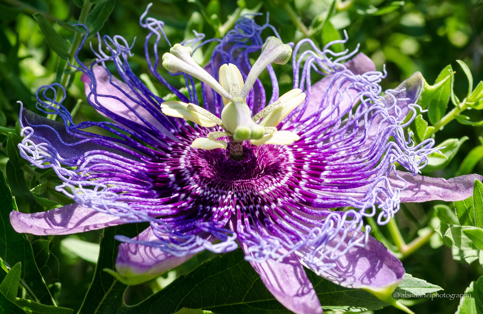 Tokina AT-X Pro 100mm F2.8 Macro sample photo. A little passion photography