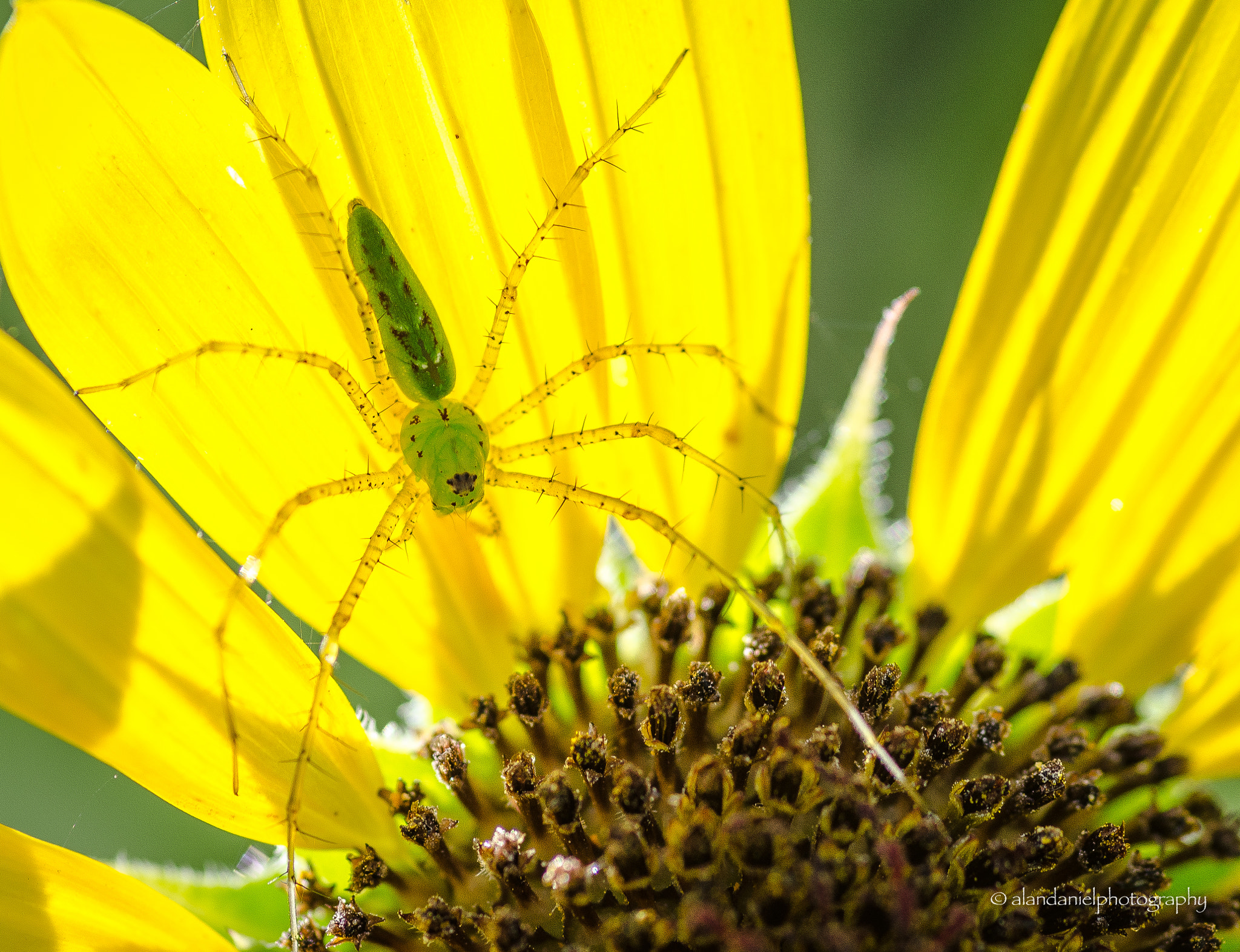 Tokina AT-X Pro 100mm F2.8 Macro sample photo. Looking for a snack photography