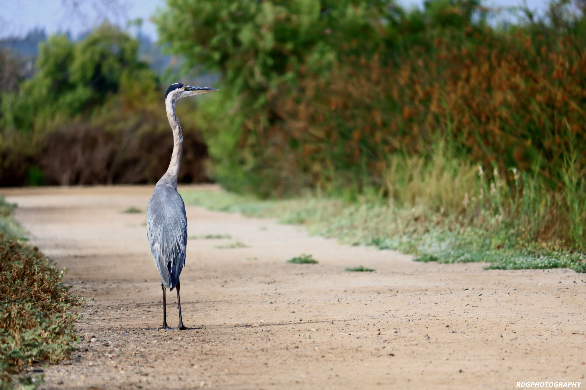 Canon EOS 750D (EOS Rebel T6i / EOS Kiss X8i) + f/4-5.6 IS STM sample photo. Great blue heron (ardea herodias) photography