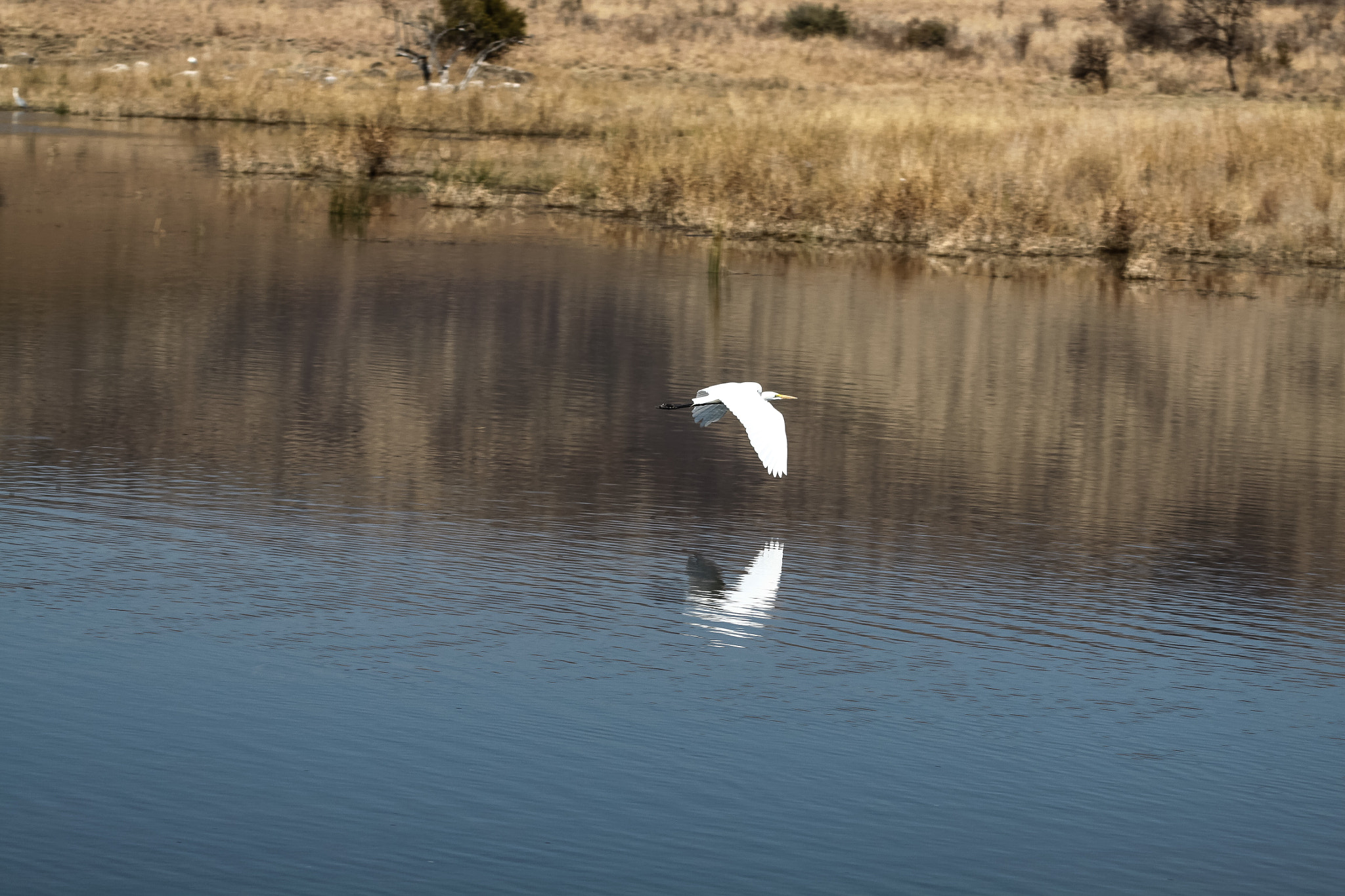 Canon EF 100-200mm f/4.5A sample photo. Reflejo en el agua sudafrica photography