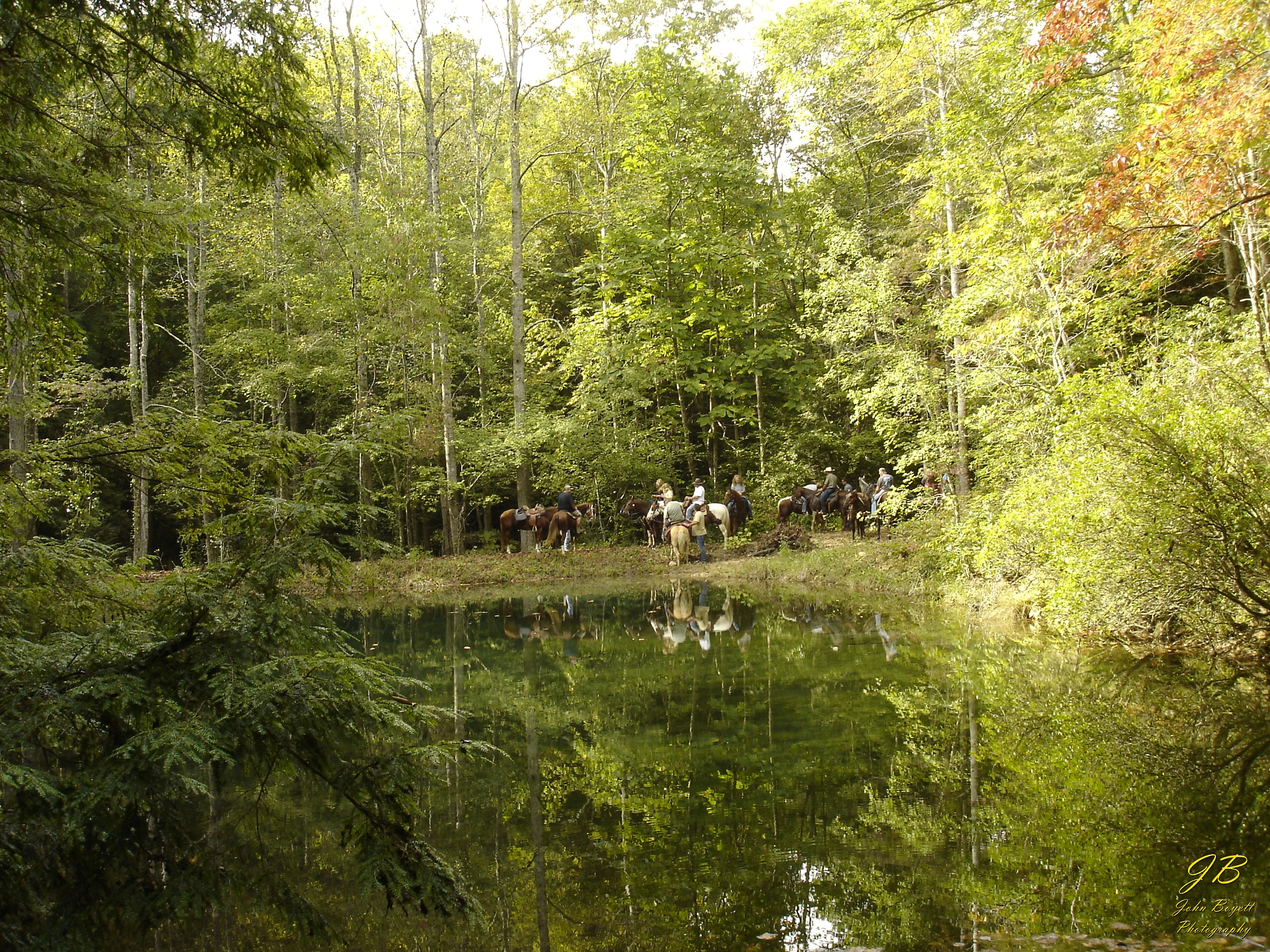 Sony DSC-P100 sample photo. Horses near a pond photography