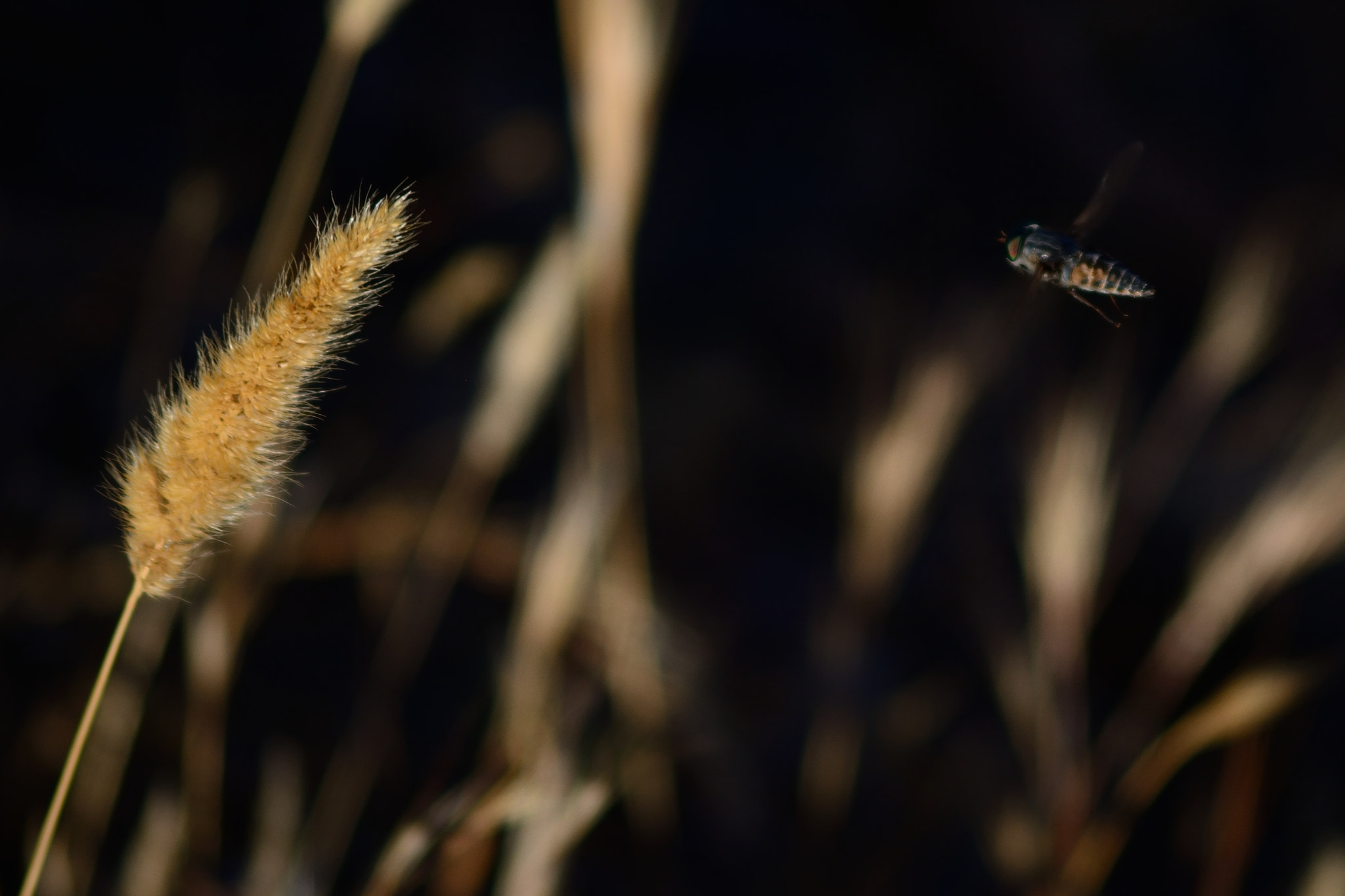 AF Zoom-Nikkor 75-240mm f/4.5-5.6D sample photo. Bbbzzzz photography