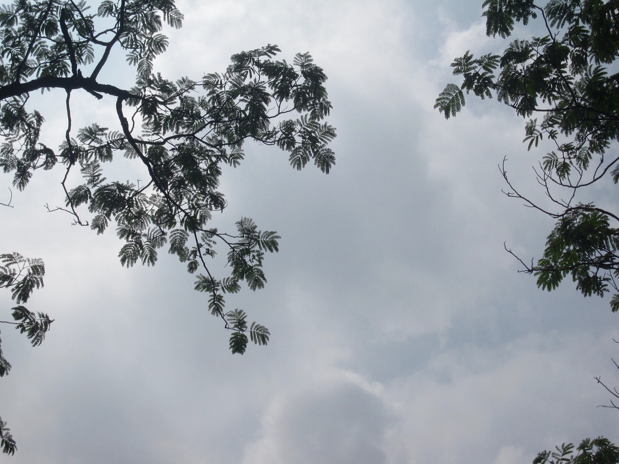 Canon PowerShot SD880 IS (Digital IXUS 870 IS / IXY Digital 920 IS) sample photo. Branch and leaves - cloudy sky 枝和叶 - 多云到阴 photography
