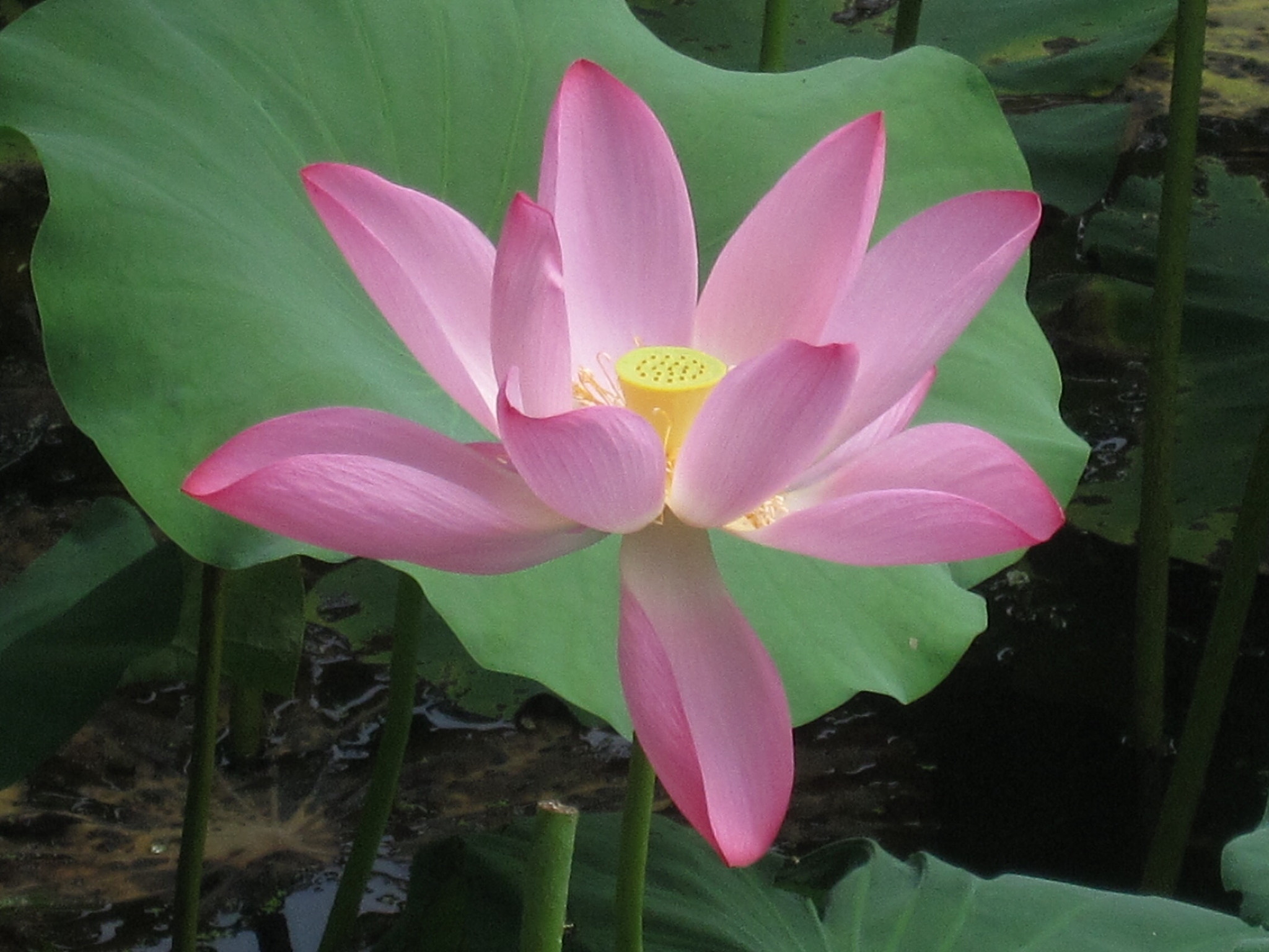 Canon PowerShot SD880 IS (Digital IXUS 870 IS / IXY Digital 920 IS) sample photo. Lotus 出水芙蓉 photography