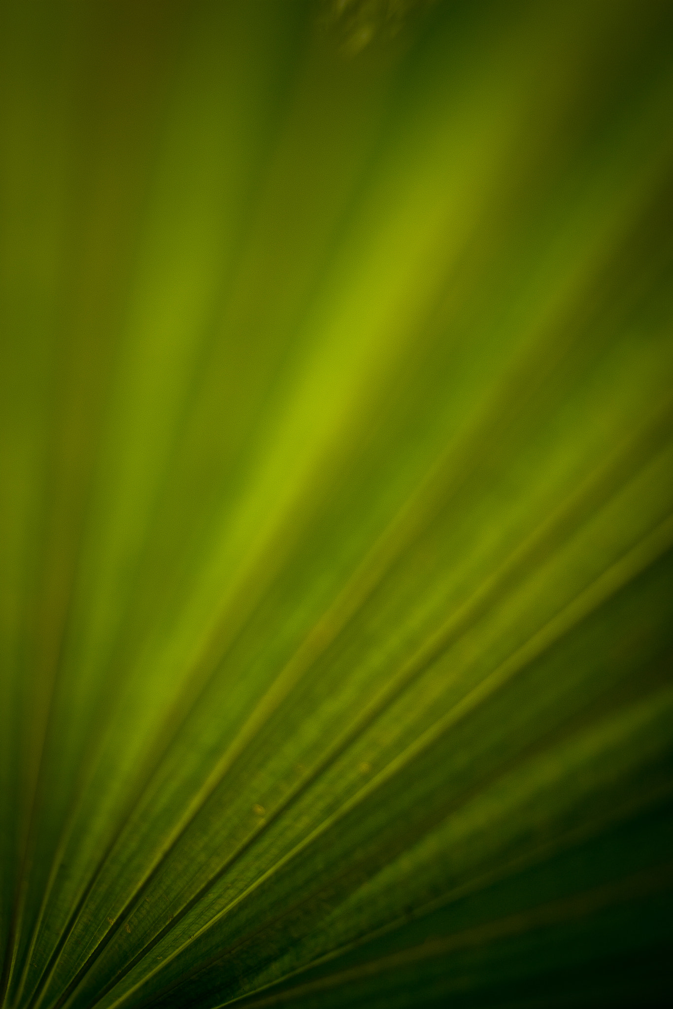Canon EF 40mm F2.8 STM sample photo. Green lines... photography