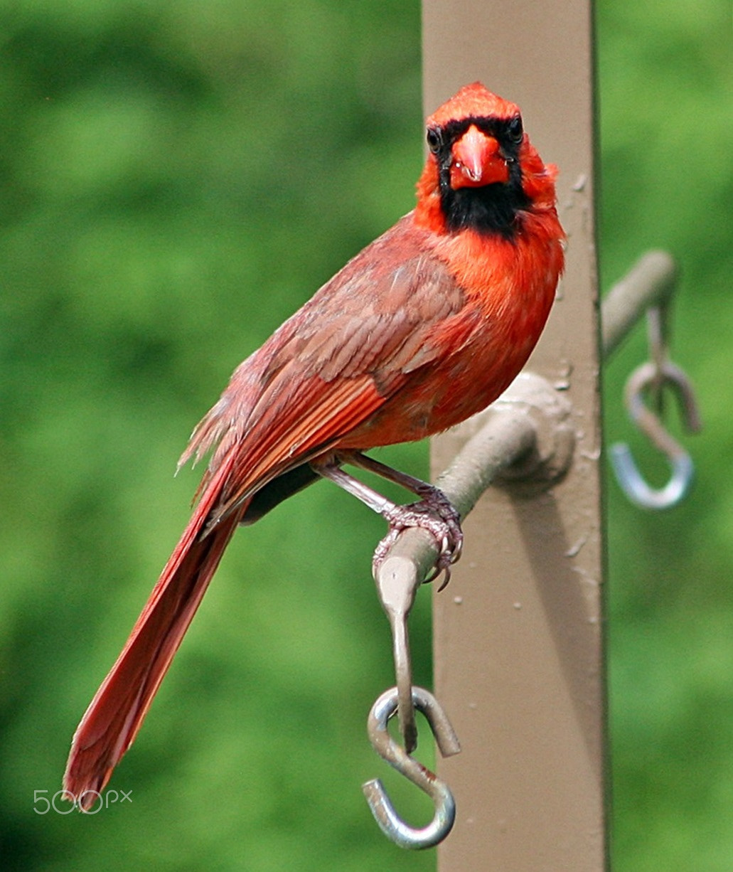 Canon EF75-300mm f/4-5.6 USM sample photo. Cardinal photography