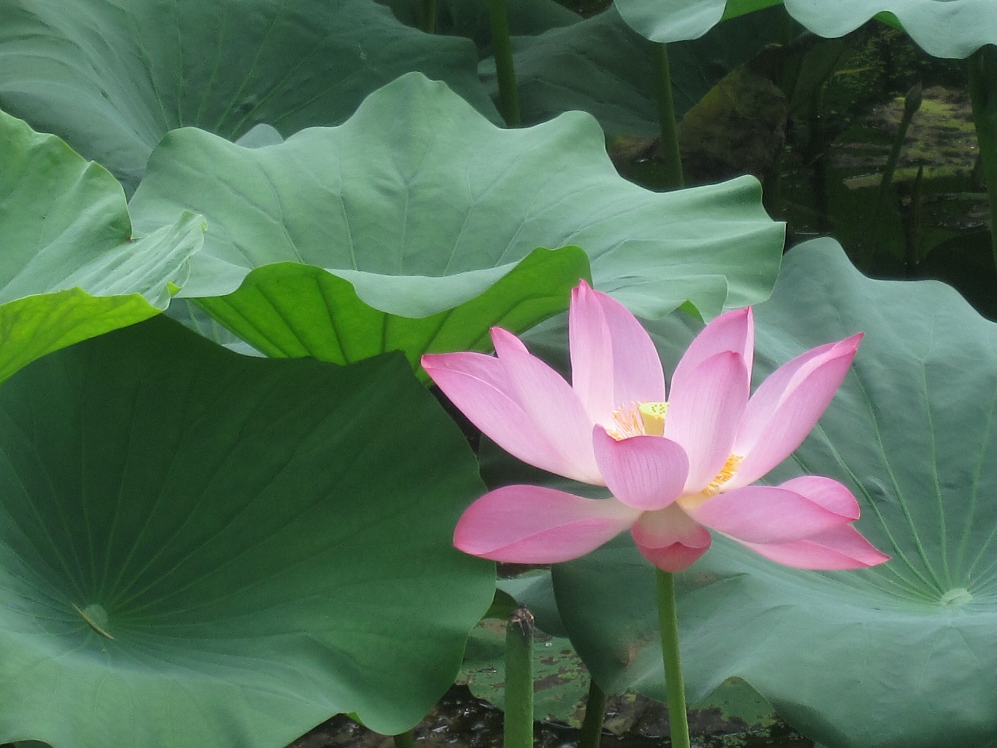 Canon PowerShot SD880 IS (Digital IXUS 870 IS / IXY Digital 920 IS) sample photo. Lotus 荷花 photography