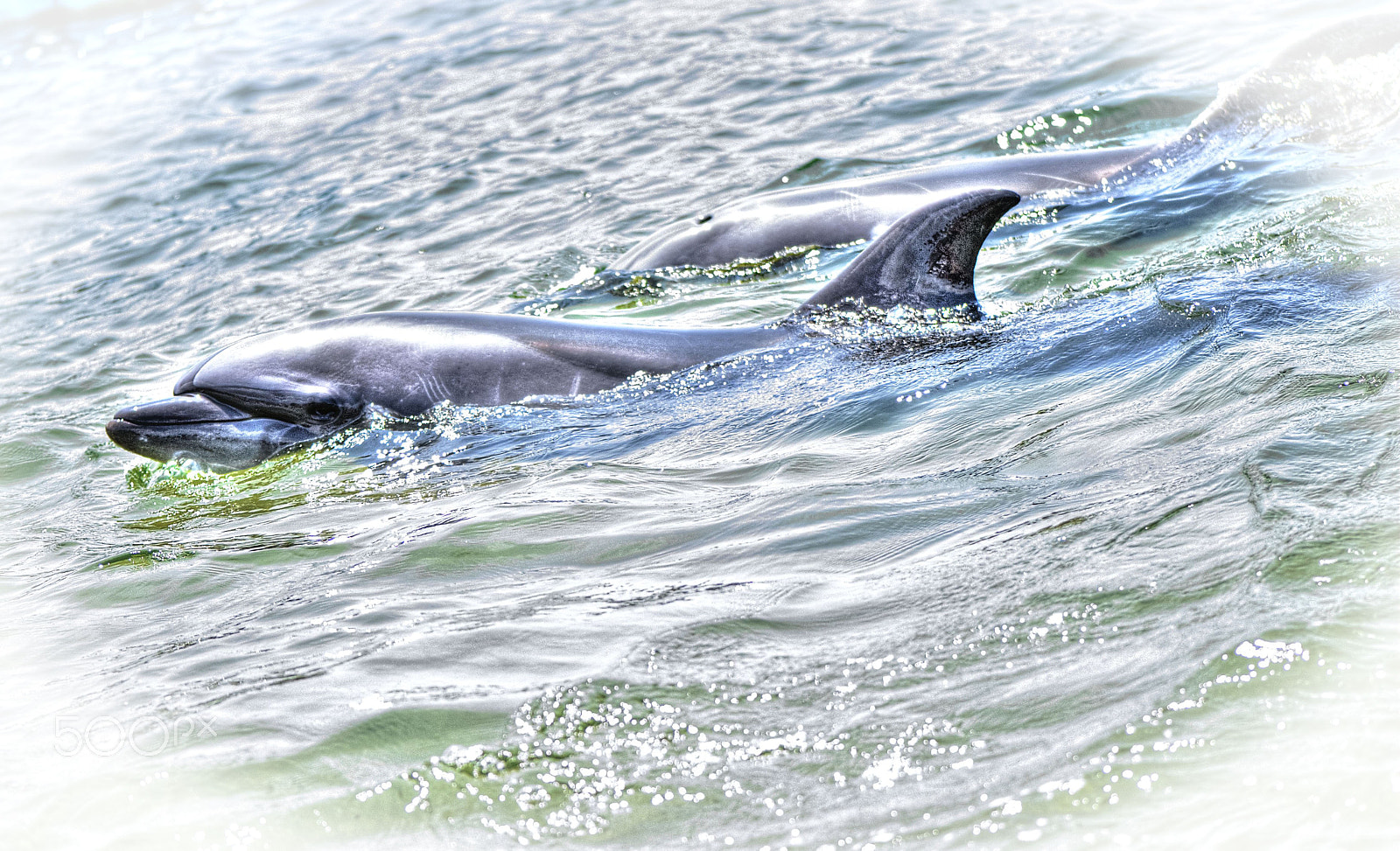 Nikon D200 sample photo. Dolphin coast in kobe japan photography