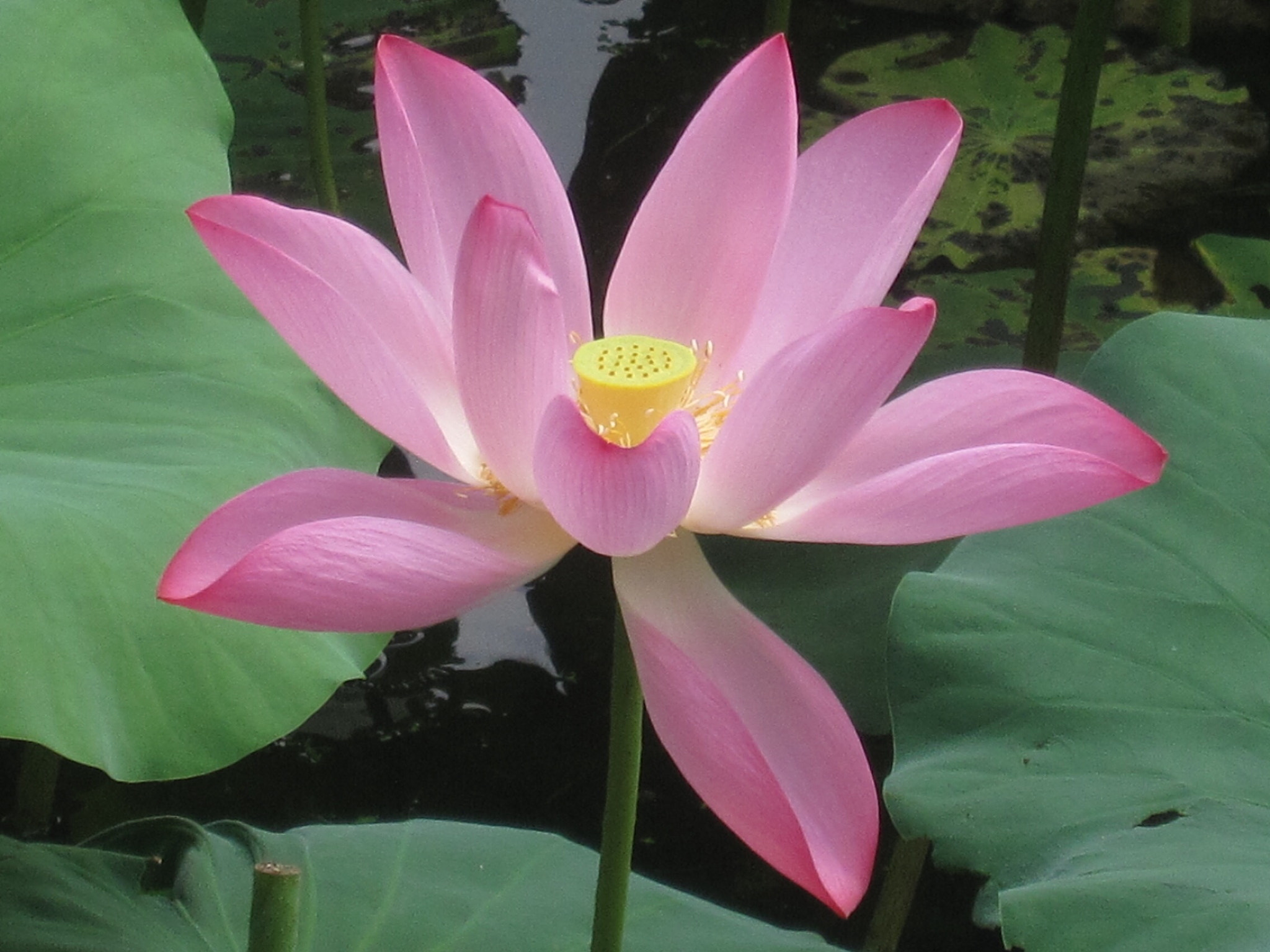 Canon PowerShot SD880 IS (Digital IXUS 870 IS / IXY Digital 920 IS) sample photo. Lotus and her seedpod 荷花和莲蓬 photography