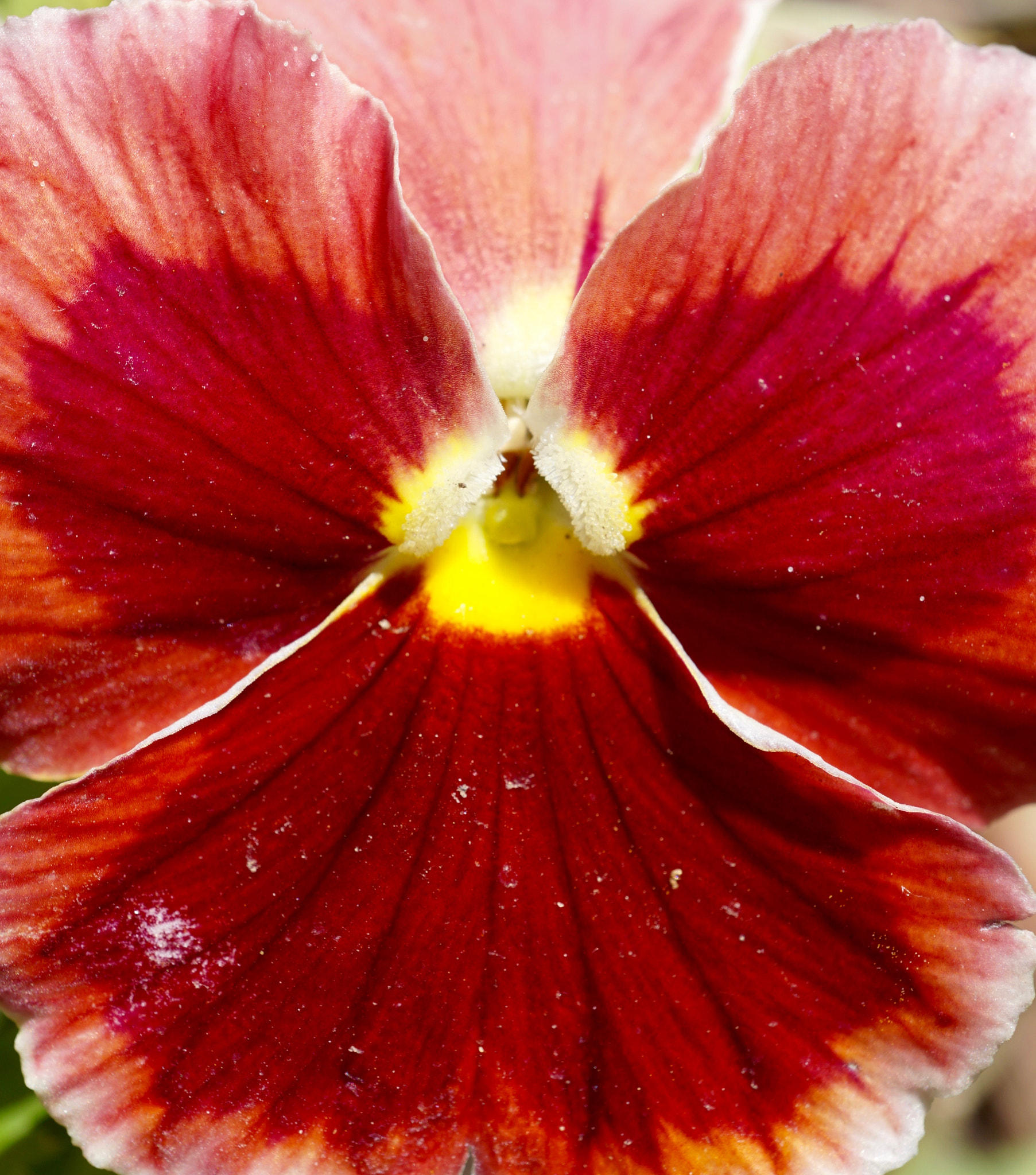 Sony a6000 + Sony E 30mm F3.5 sample photo. Red pansy photography