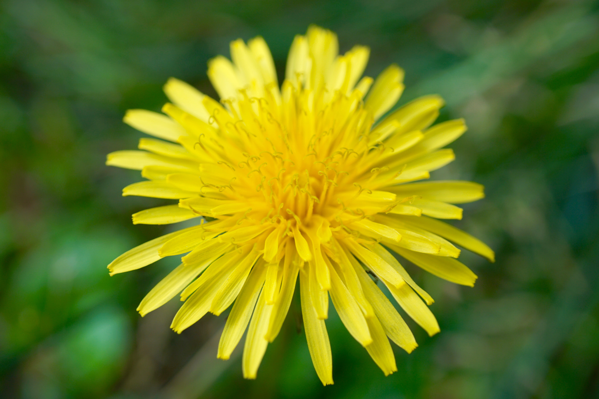 Sony a6000 + Sony E 30mm F3.5 sample photo. Yellow dandelion photography