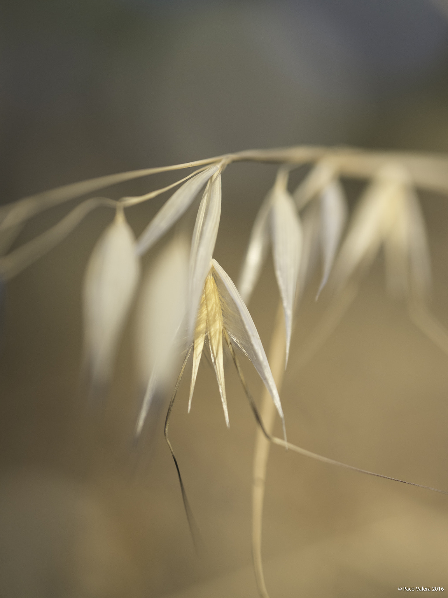 Pentax 645Z + HD Pentax D FA 645 Macro 90mm F2.8 ED AW SR sample photo