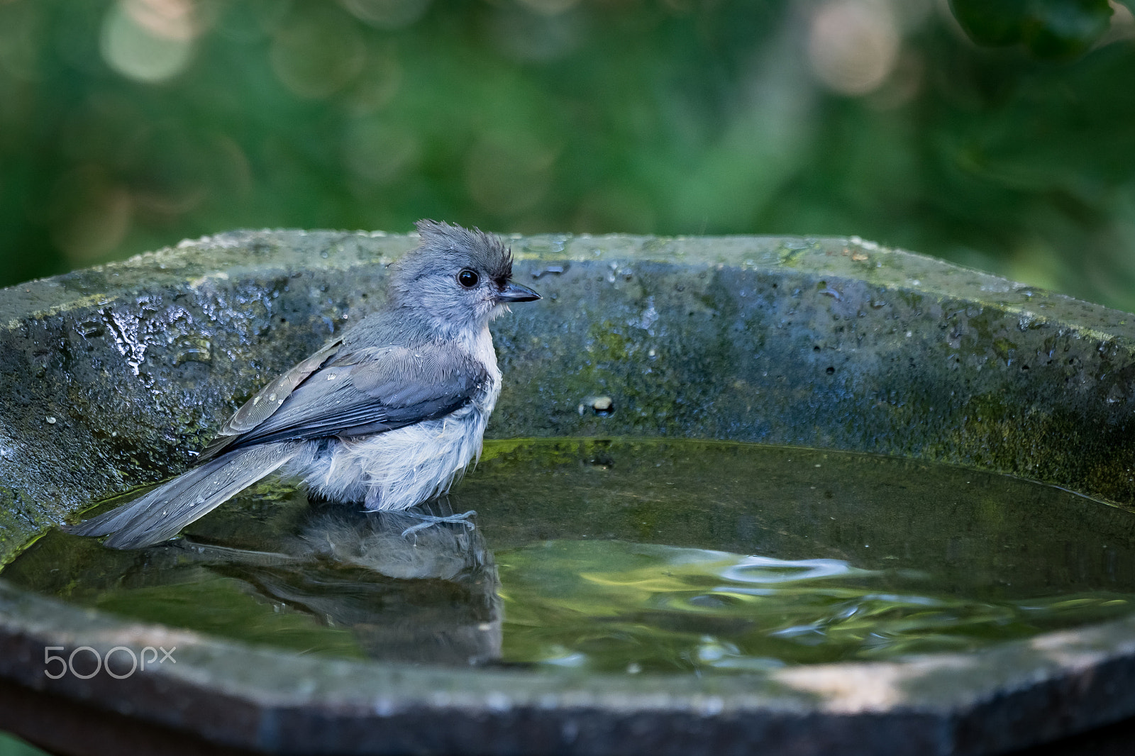 Sony 70-400mm F4-5.6 G SSM II sample photo. Splish splash i was taking a bath photography