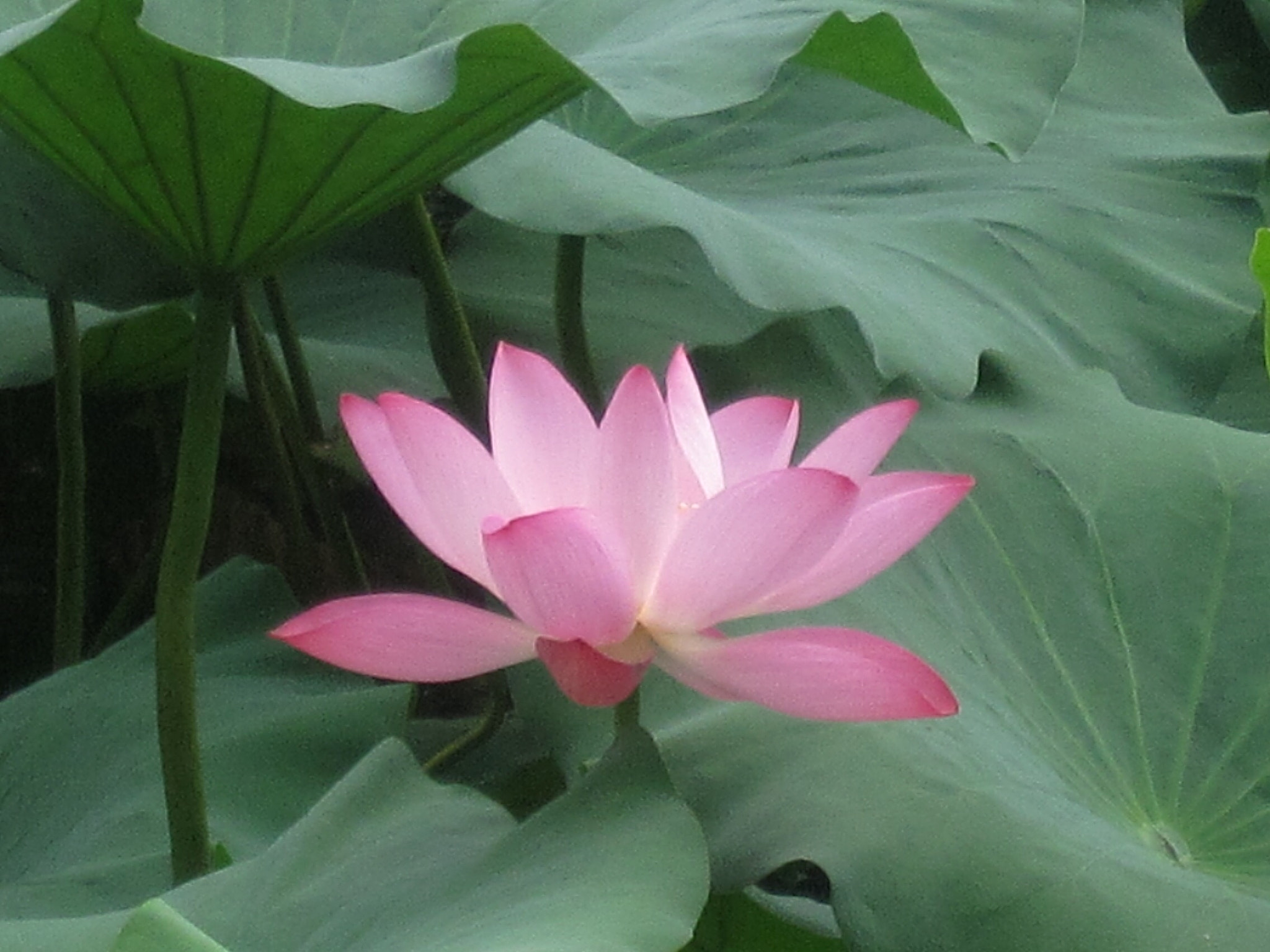 Canon PowerShot SD880 IS (Digital IXUS 870 IS / IXY Digital 920 IS) sample photo. Lotus 荷花 photography