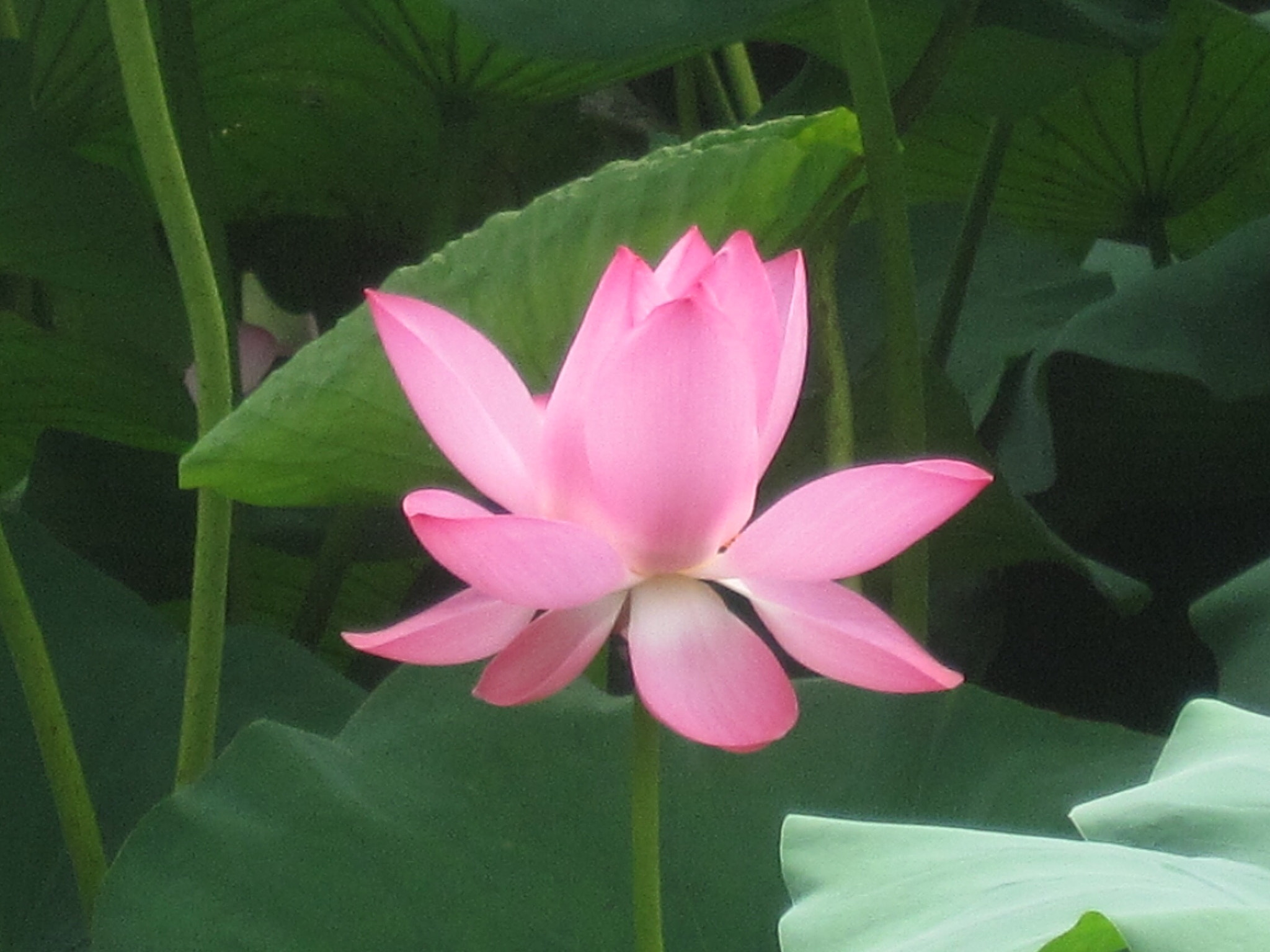 Canon PowerShot SD880 IS (Digital IXUS 870 IS / IXY Digital 920 IS) sample photo. Lotus 荷花 photography