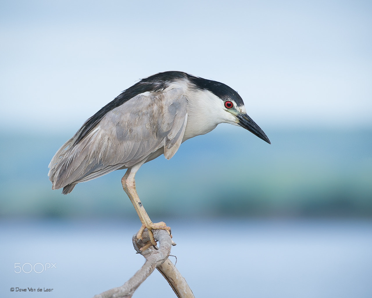 Nikon AF-S Nikkor 200-400mm F4G ED-IF VR sample photo. Black-crowned night heron photography