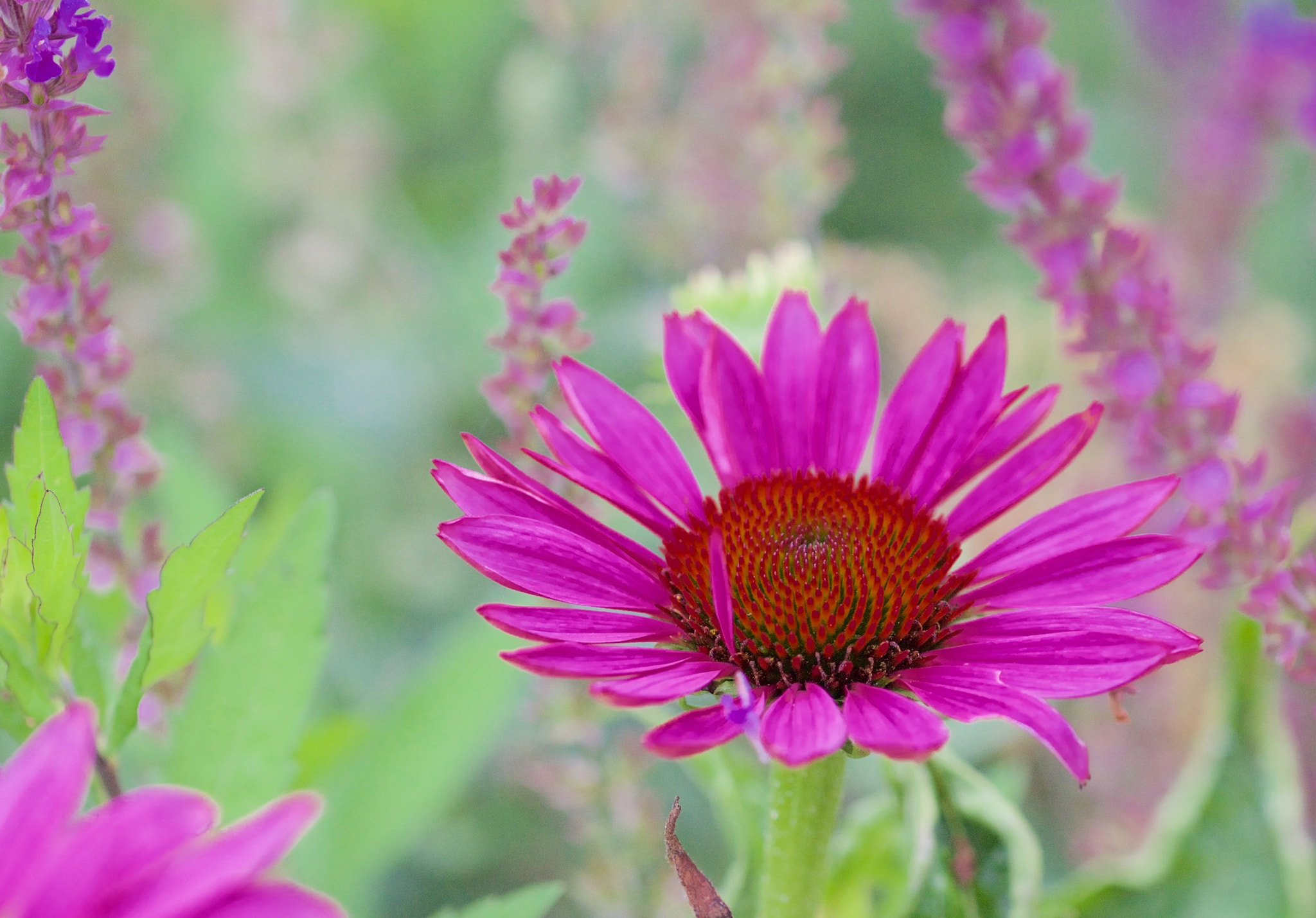 Canon EOS 650D (EOS Rebel T4i / EOS Kiss X6i) + Canon EF 100mm F2.8L Macro IS USM sample photo. All turns pink photography