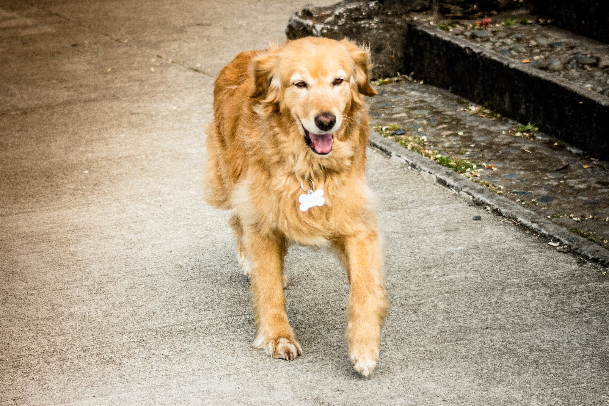 Canon EOS 700D (EOS Rebel T5i / EOS Kiss X7i) + Canon EF 80-200mm f/4.5-5.6 USM sample photo. Nice dog photography