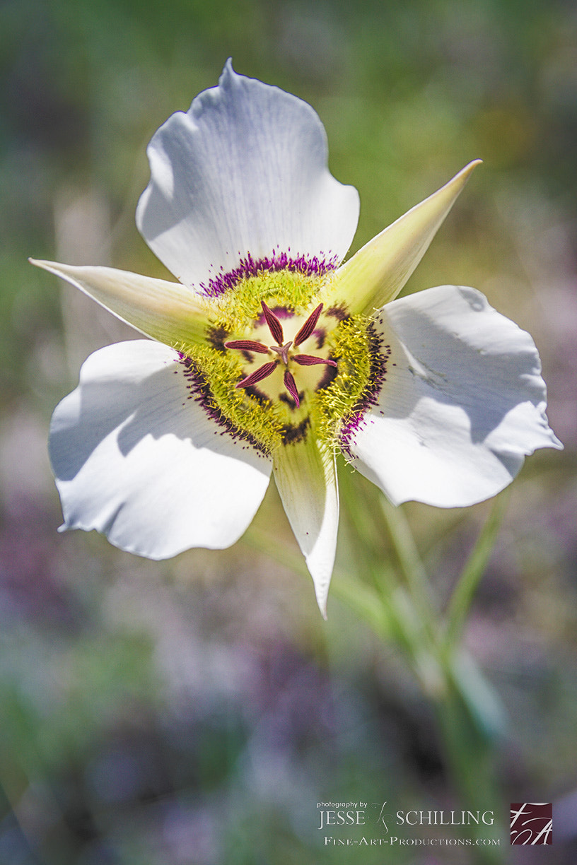 Canon EF-S 17-55mm F2.8 IS USM sample photo. Colors of summer in flagstaff flowers photography