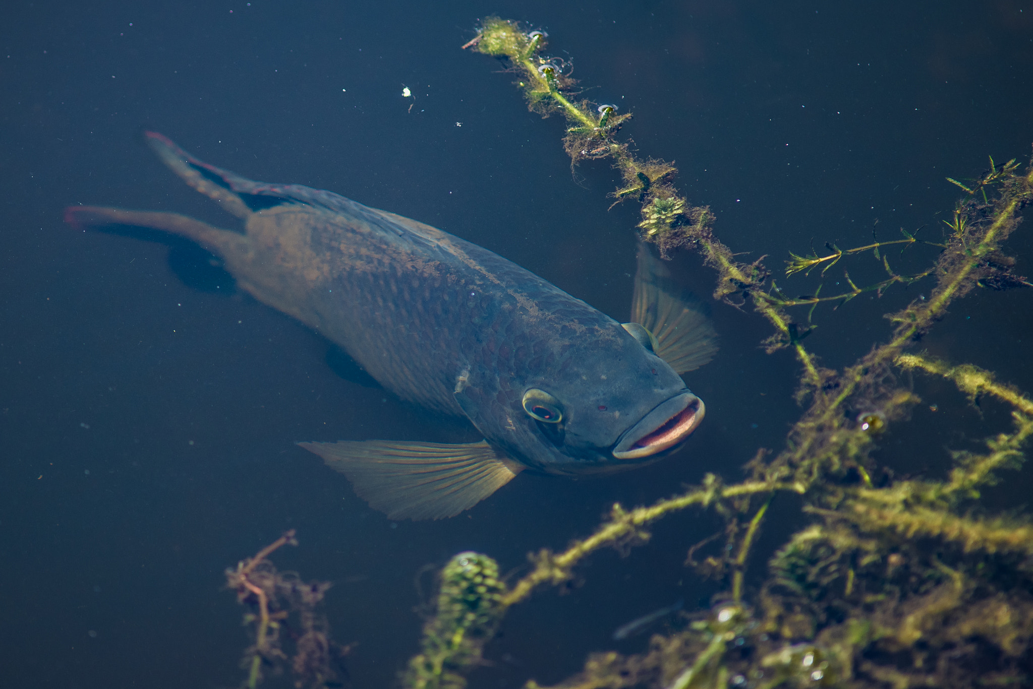 Nikon D610 + AF Nikkor 300mm f/4 IF-ED sample photo. Fish photography