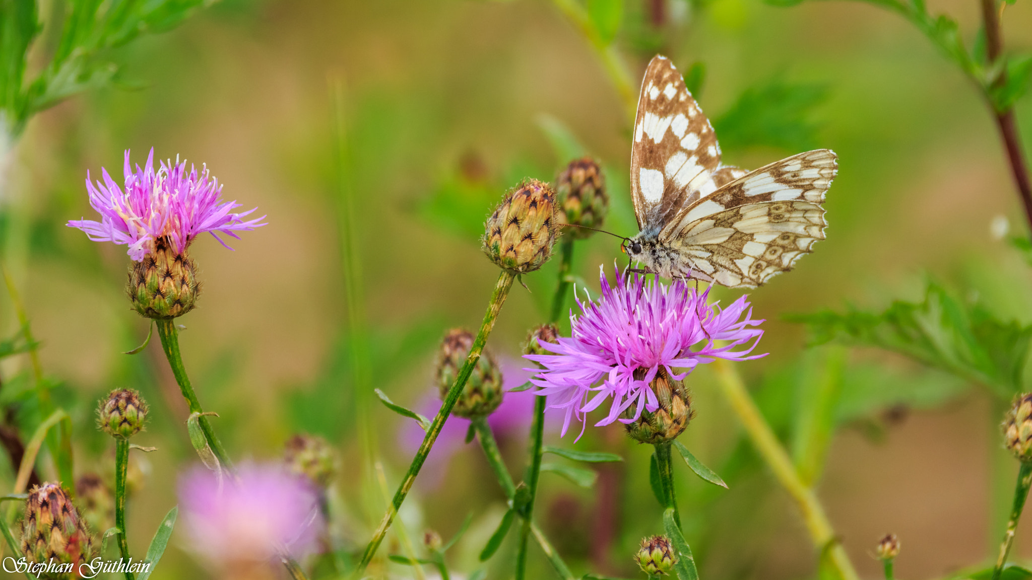 150-600mm F5-6.3 DG OS HSM | Contemporary 015 sample photo. In the meadow photography