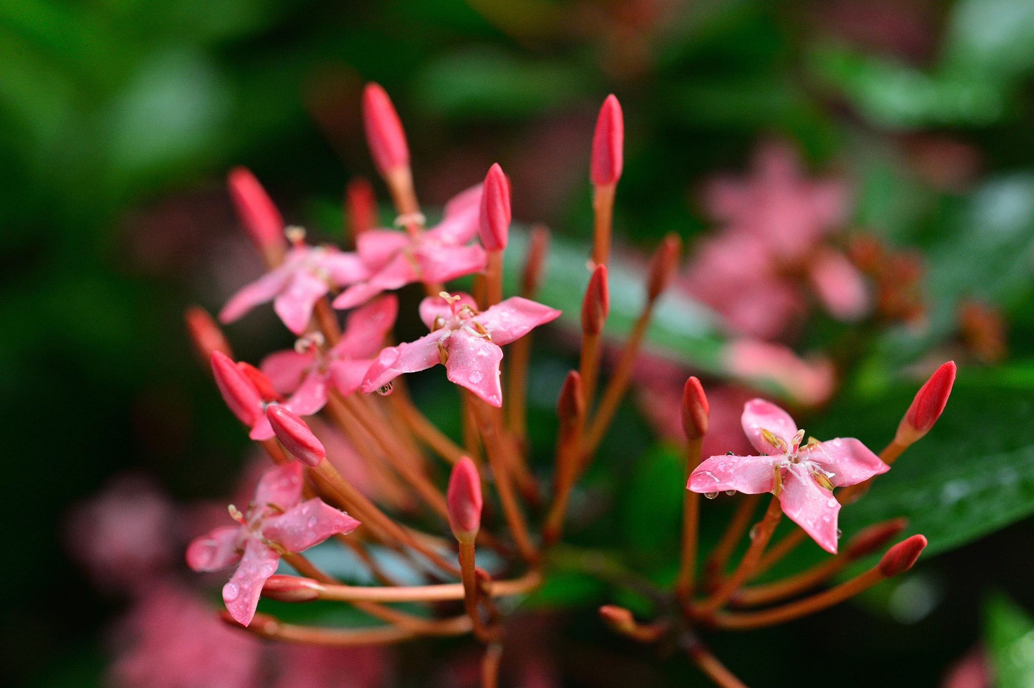 Nikon Df + ZEISS Makro-Planar T* 50mm F2 sample photo. Dsc_9128.jpg photography