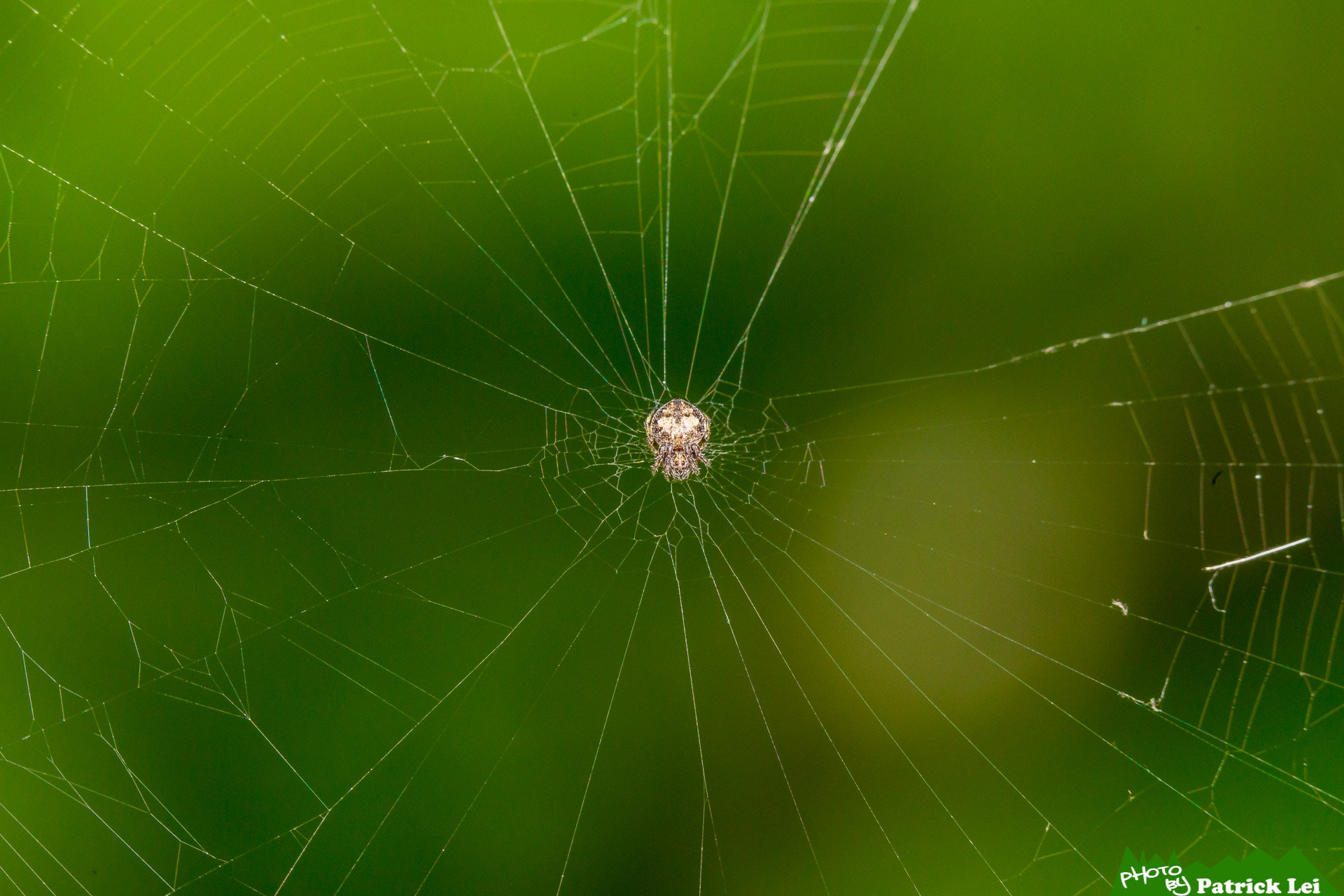 Canon EOS-1D Mark IV sample photo. Spider photography