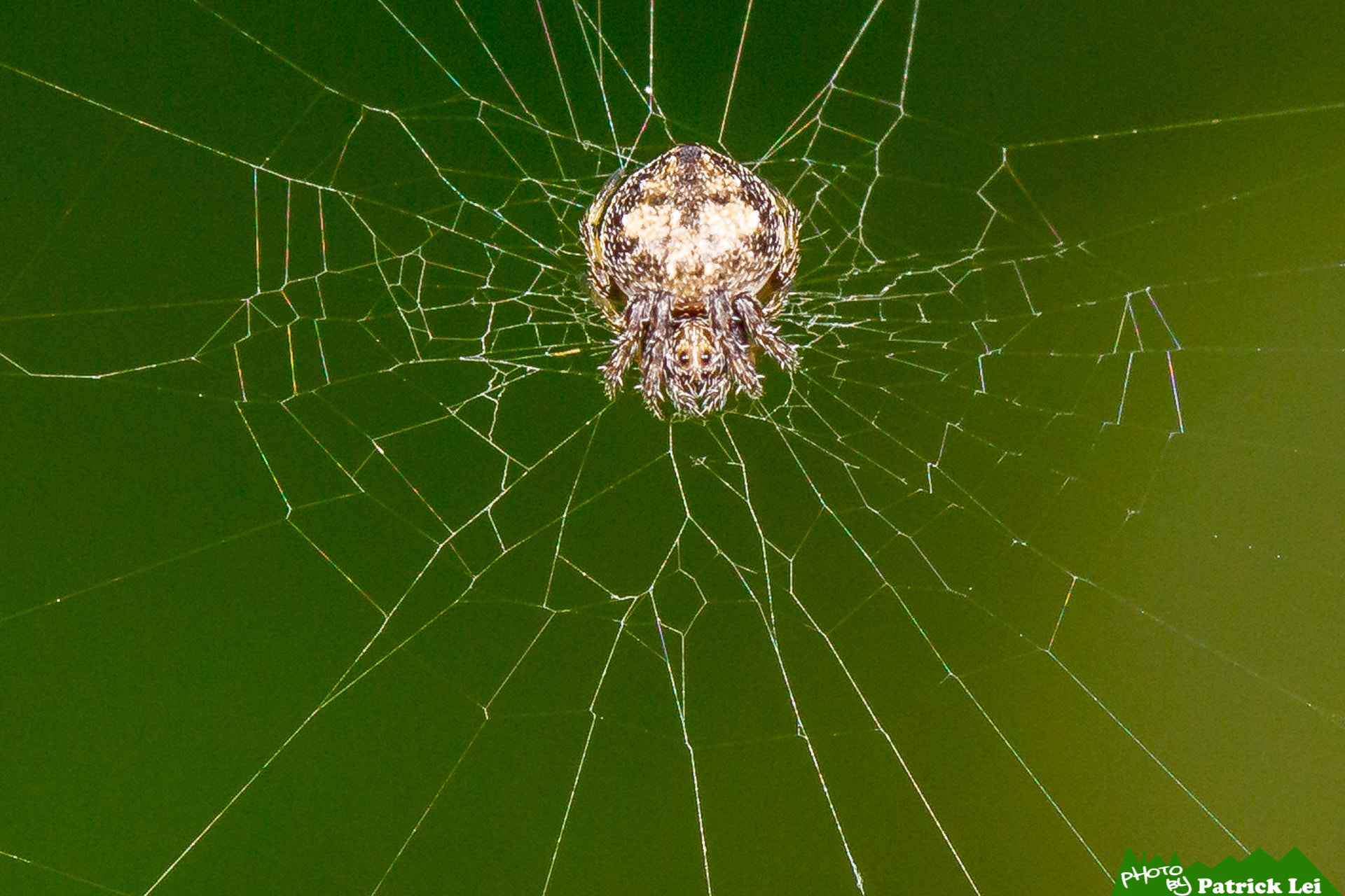Canon EOS-1D Mark IV sample photo. Spider photography