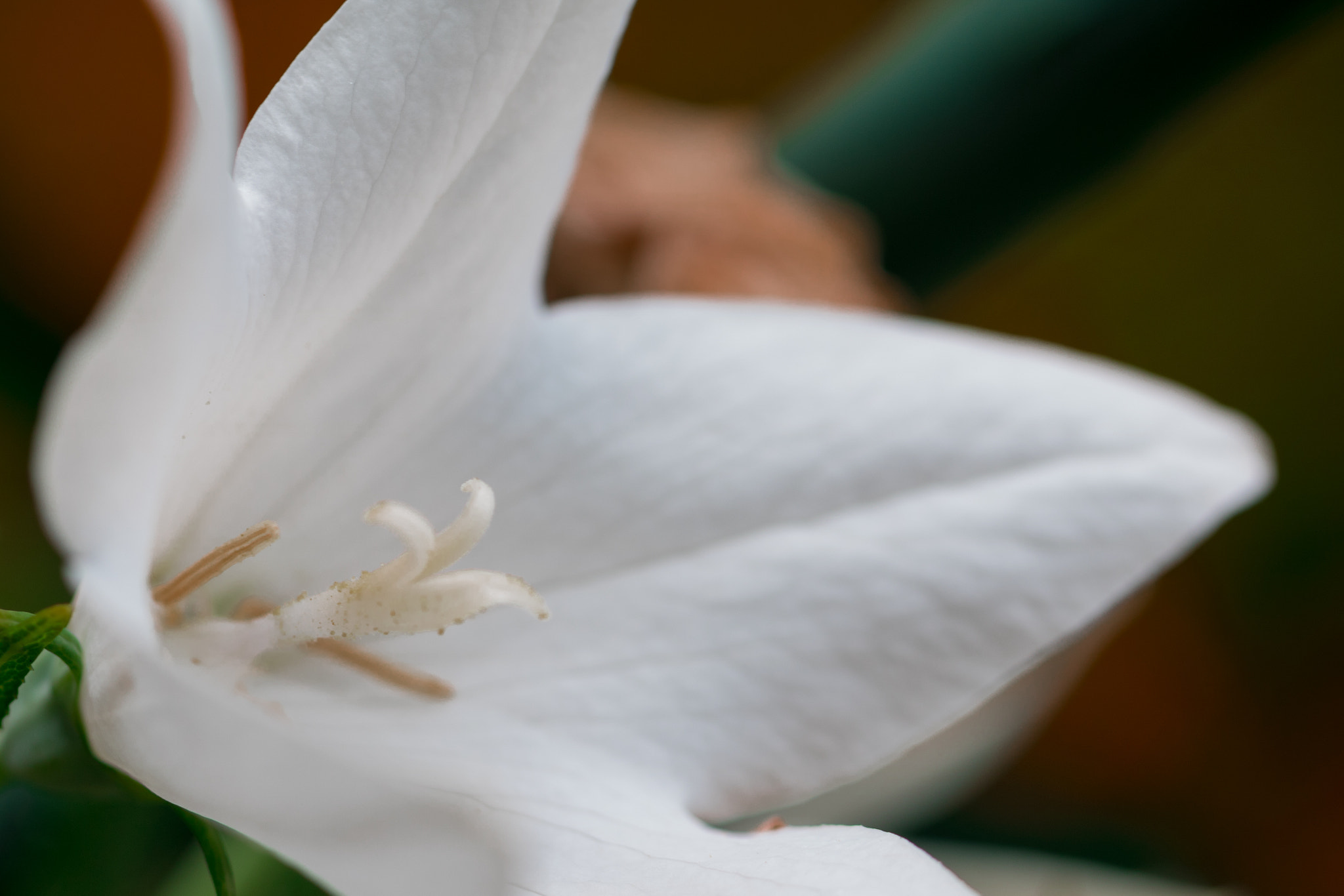 Canon EF 100mm F2.8L Macro IS USM sample photo. White flower photography