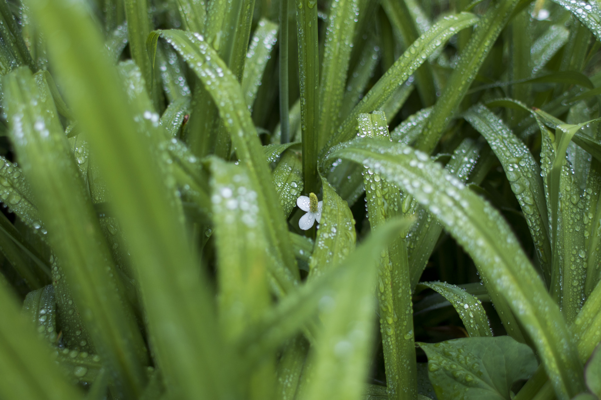 Canon EF 28mm F1.8 USM sample photo. The weed flowers photography