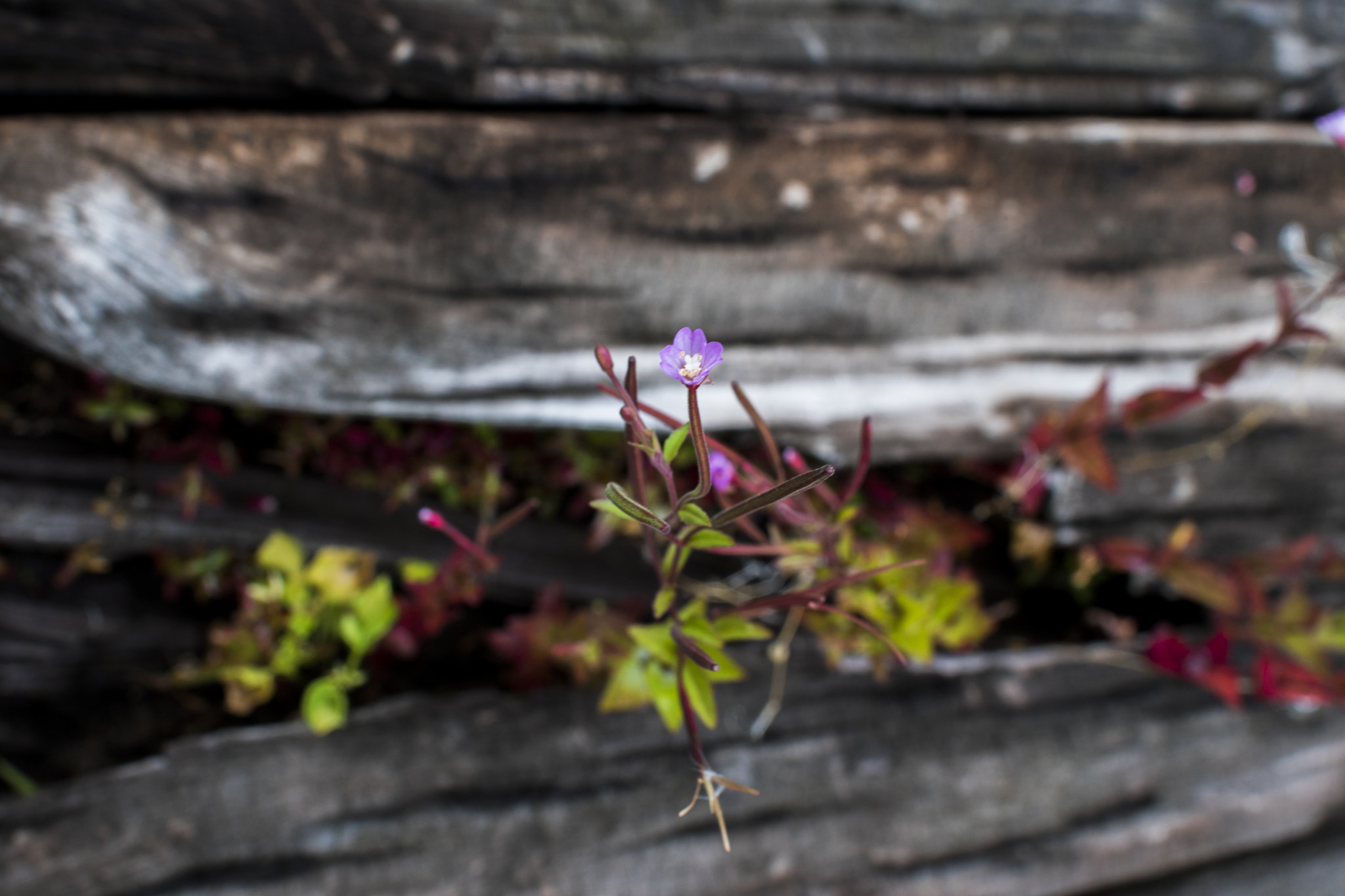 Canon EOS 7D Mark II + Canon EF 28mm F1.8 USM sample photo. The weed flowers photography
