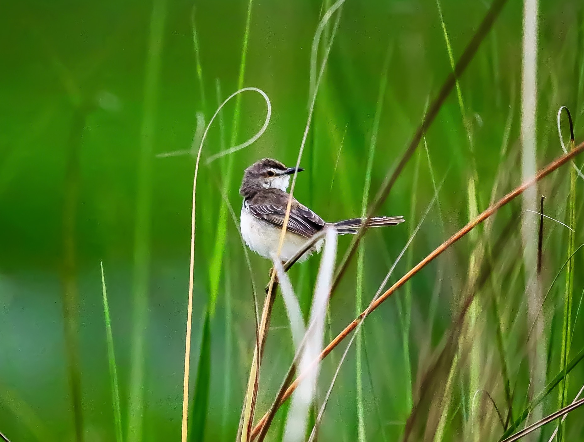 Canon EF 70-200mm F2.8L USM sample photo. Id : prinia... photography