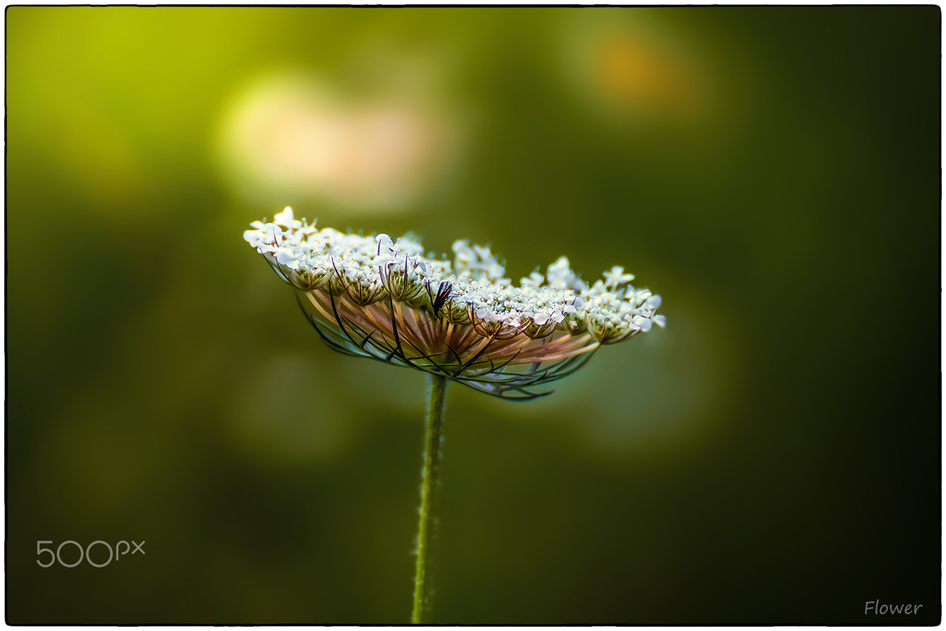 Tamron SP 35mm F1.8 Di VC USD sample photo. Flower photography