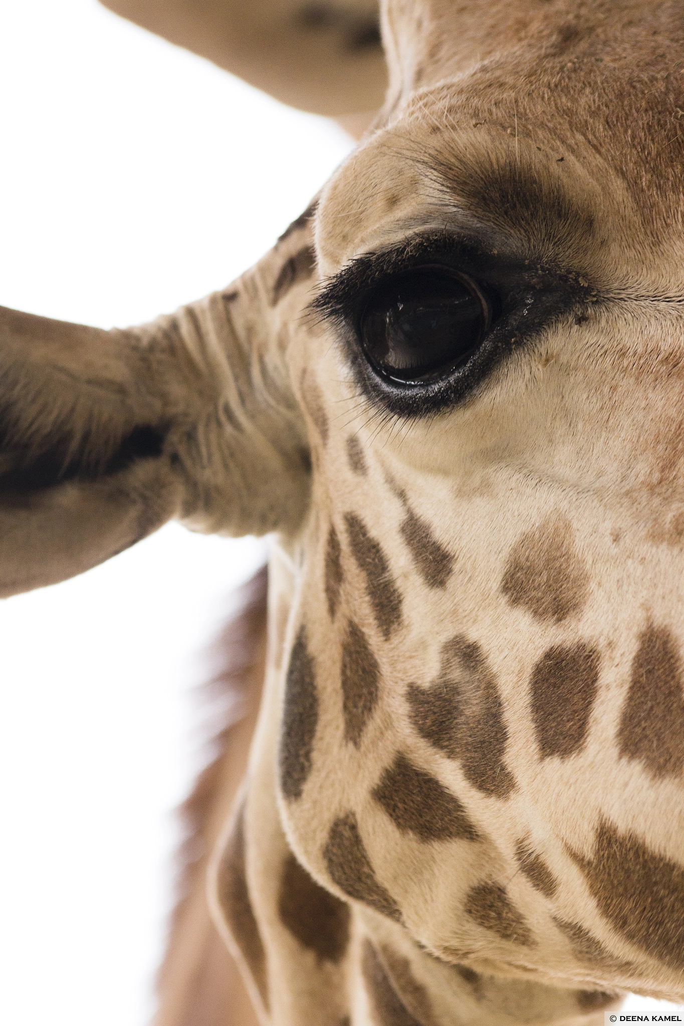 Sigma 70-300mm F4-5.6 APO DG Macro sample photo. Giraff eyes photography