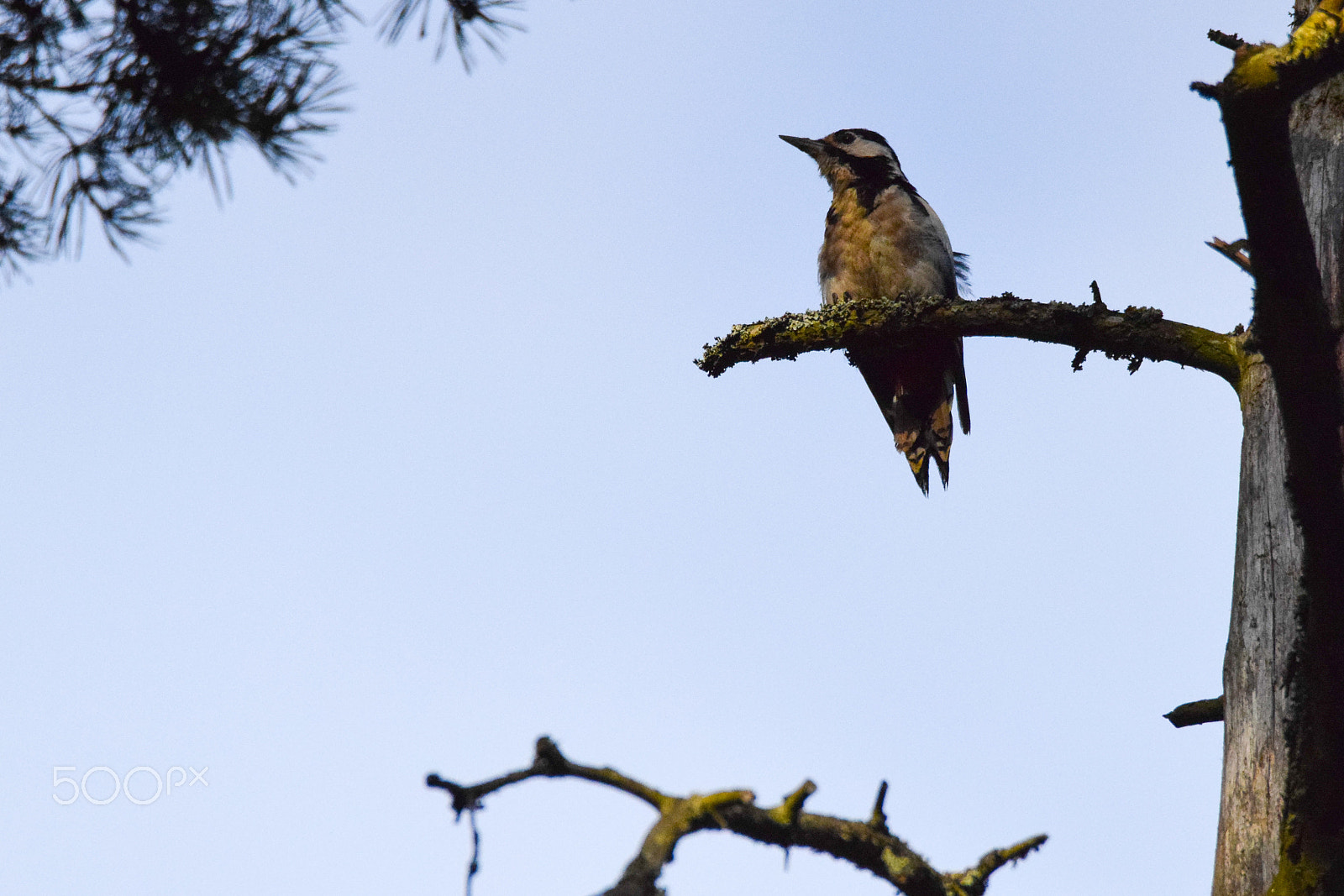 Tamron SP 150-600mm F5-6.3 Di VC USD sample photo. A whitebacked woodpecker on a late night lookout photography