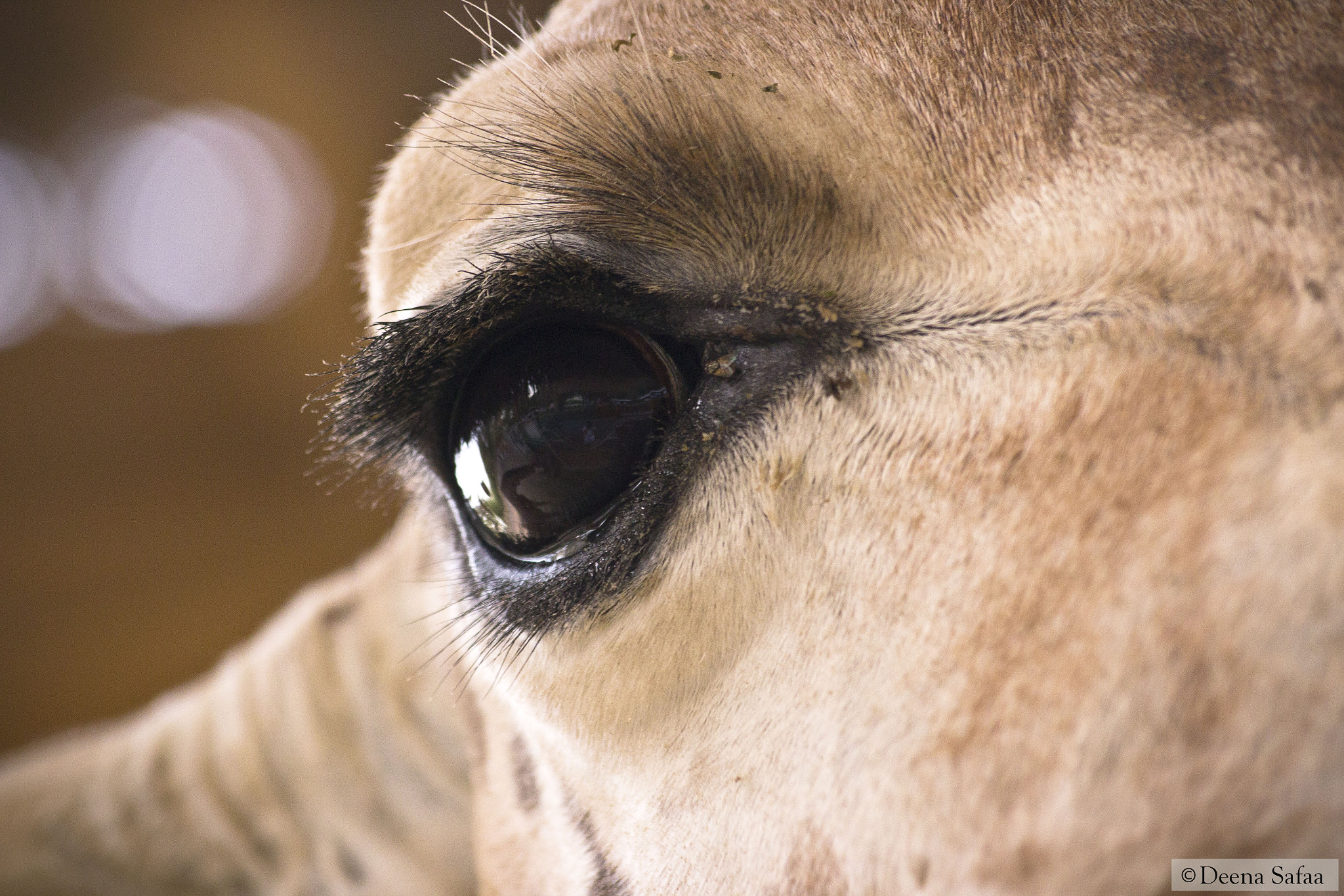 Sigma 70-300mm F4-5.6 APO DG Macro sample photo. Giraf al ain photography