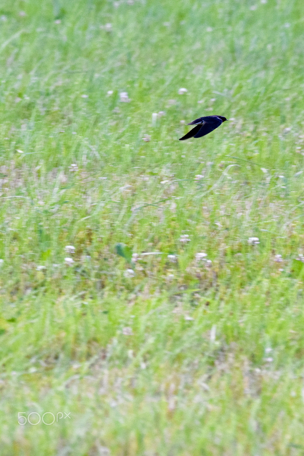Tamron SP 150-600mm F5-6.3 Di VC USD sample photo. A martlet at speed, in flight. photography