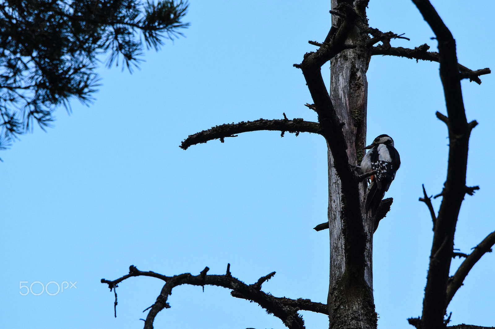 Tamron SP 150-600mm F5-6.3 Di VC USD sample photo. Whitebacked woodpecker doing it's thing on a wooden pole photography